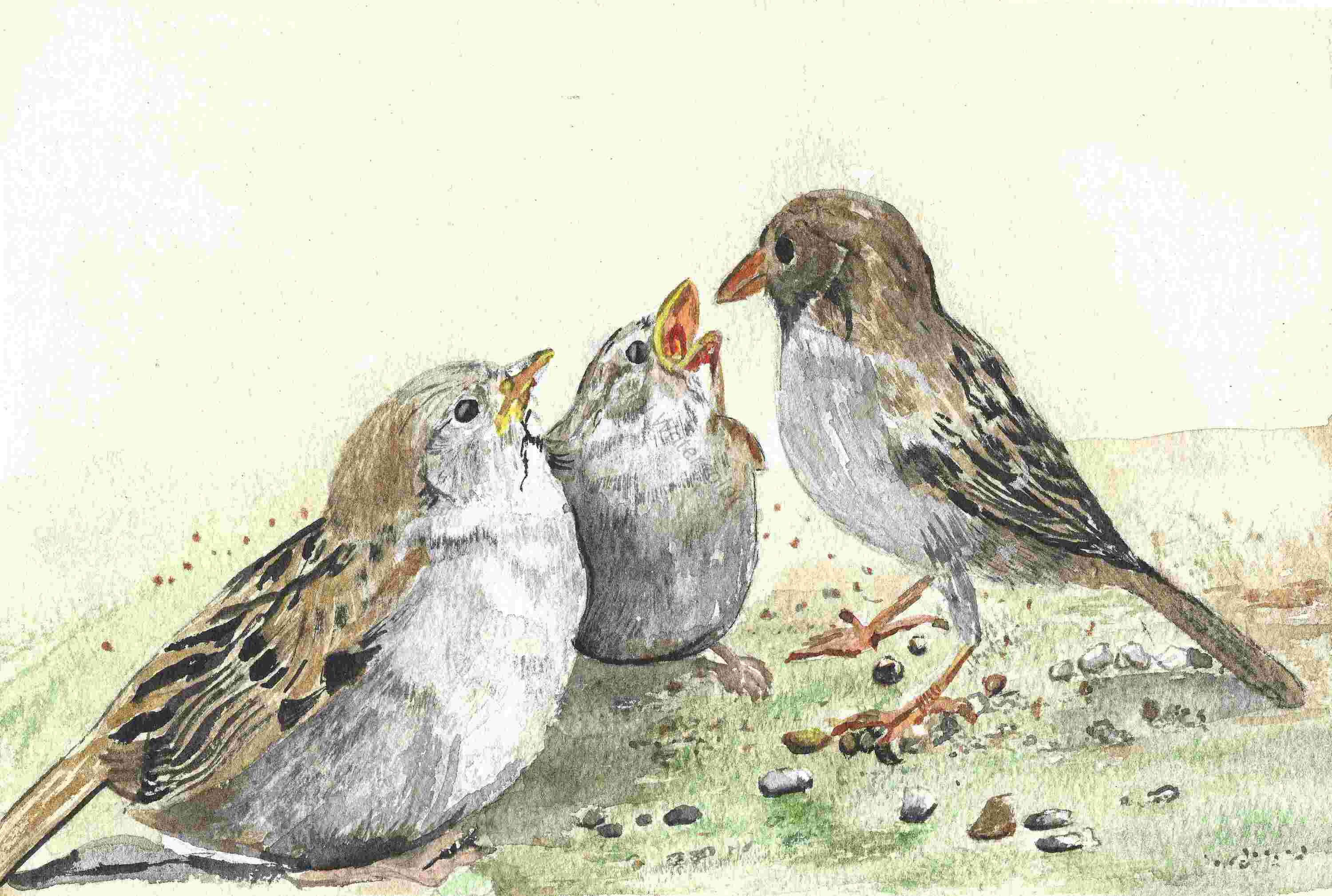 Sparrow Family Bond