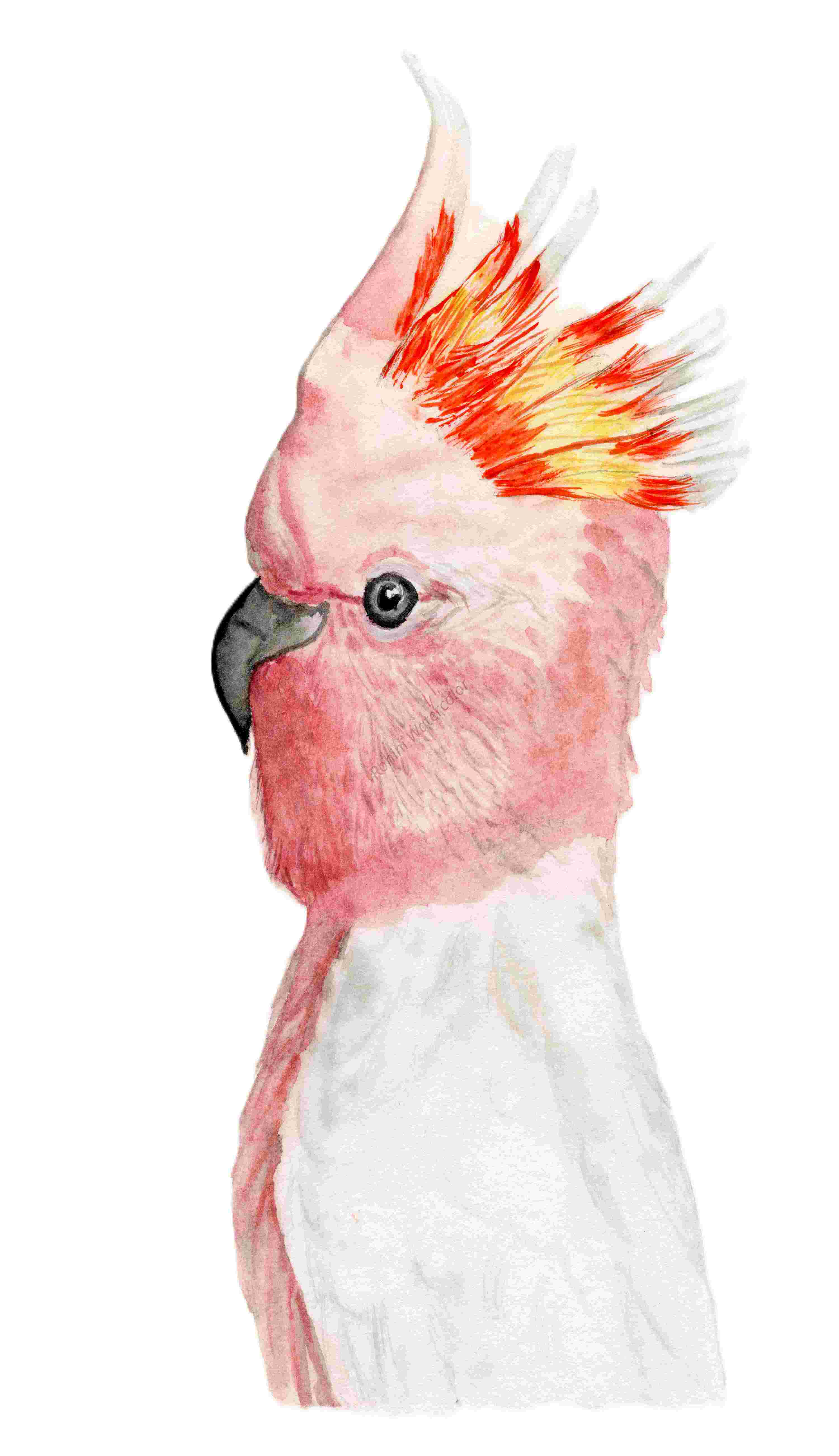 Watercolor Painting of a Cockatoo