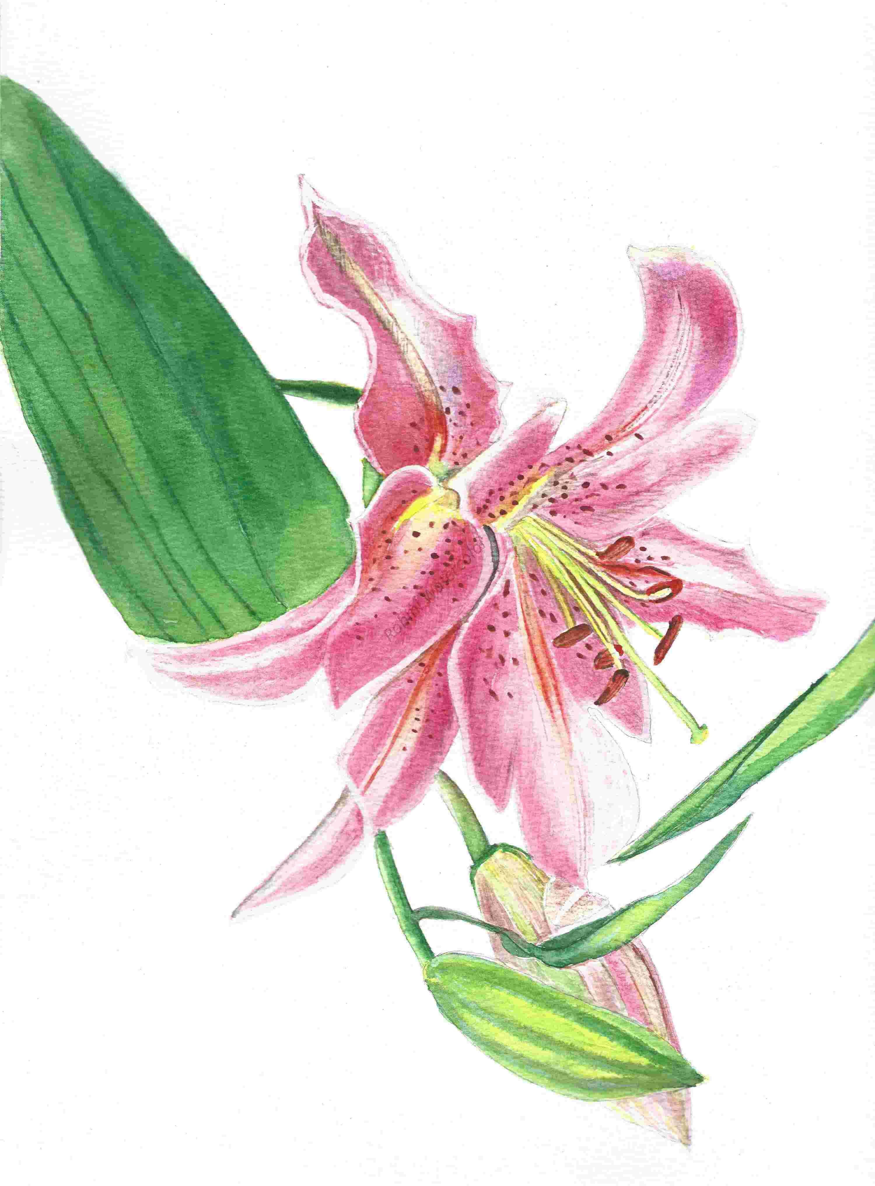 Pink Lily Original Watercolor Painting - 9 x 12 Inches on 300GSM Watercolor Paper