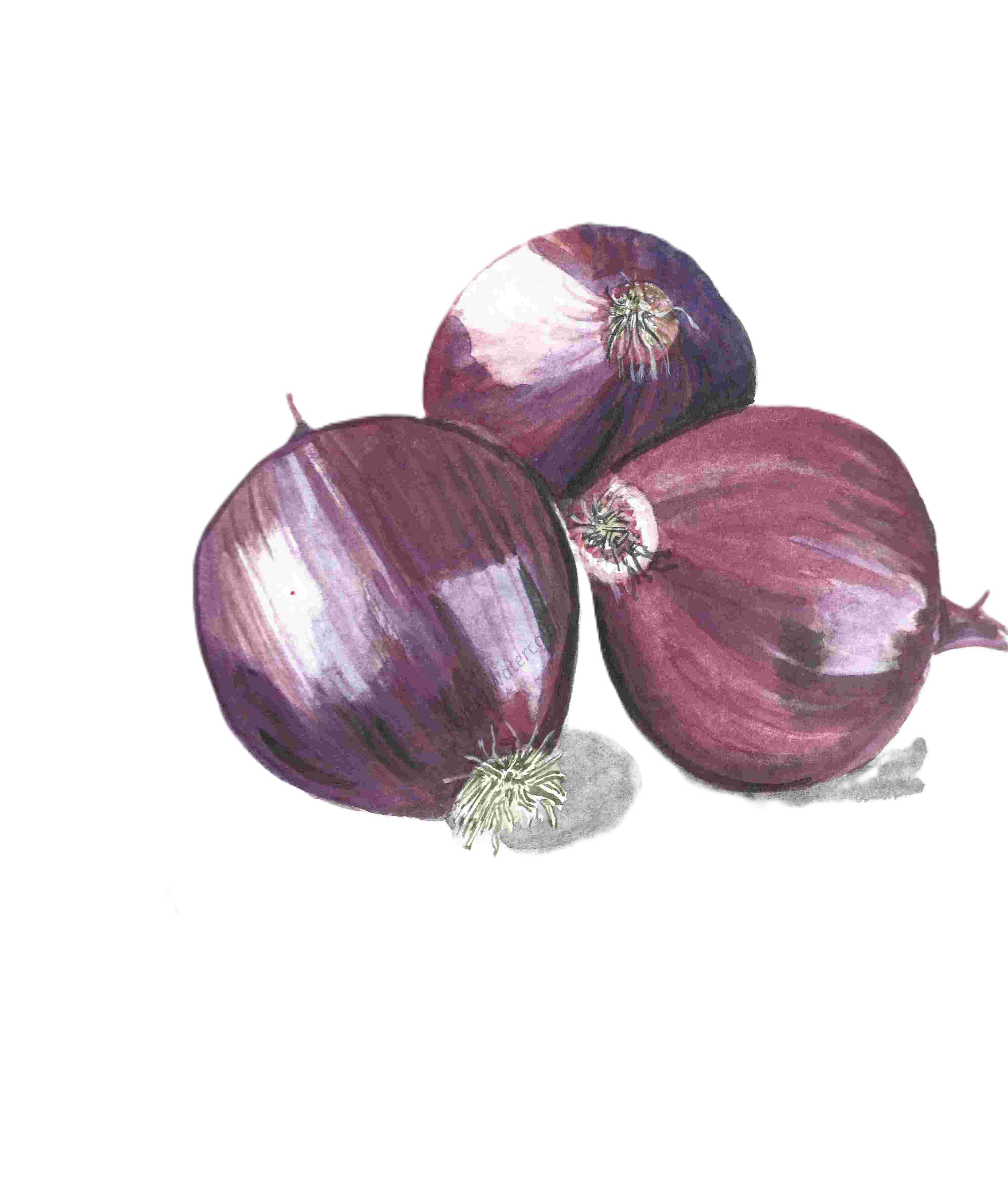 Rich Red Onions in Watercolor
