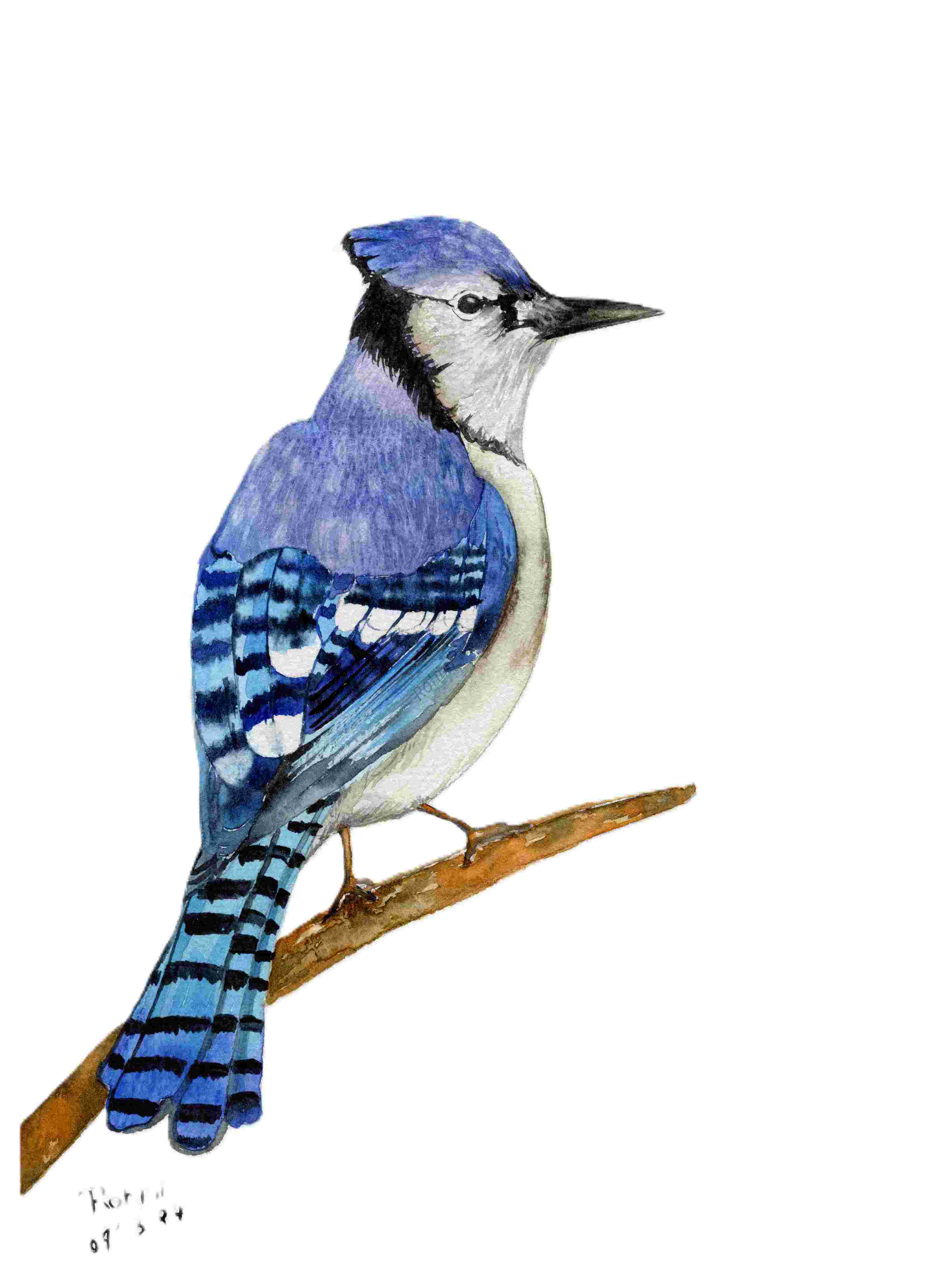 Blue Jay Perch