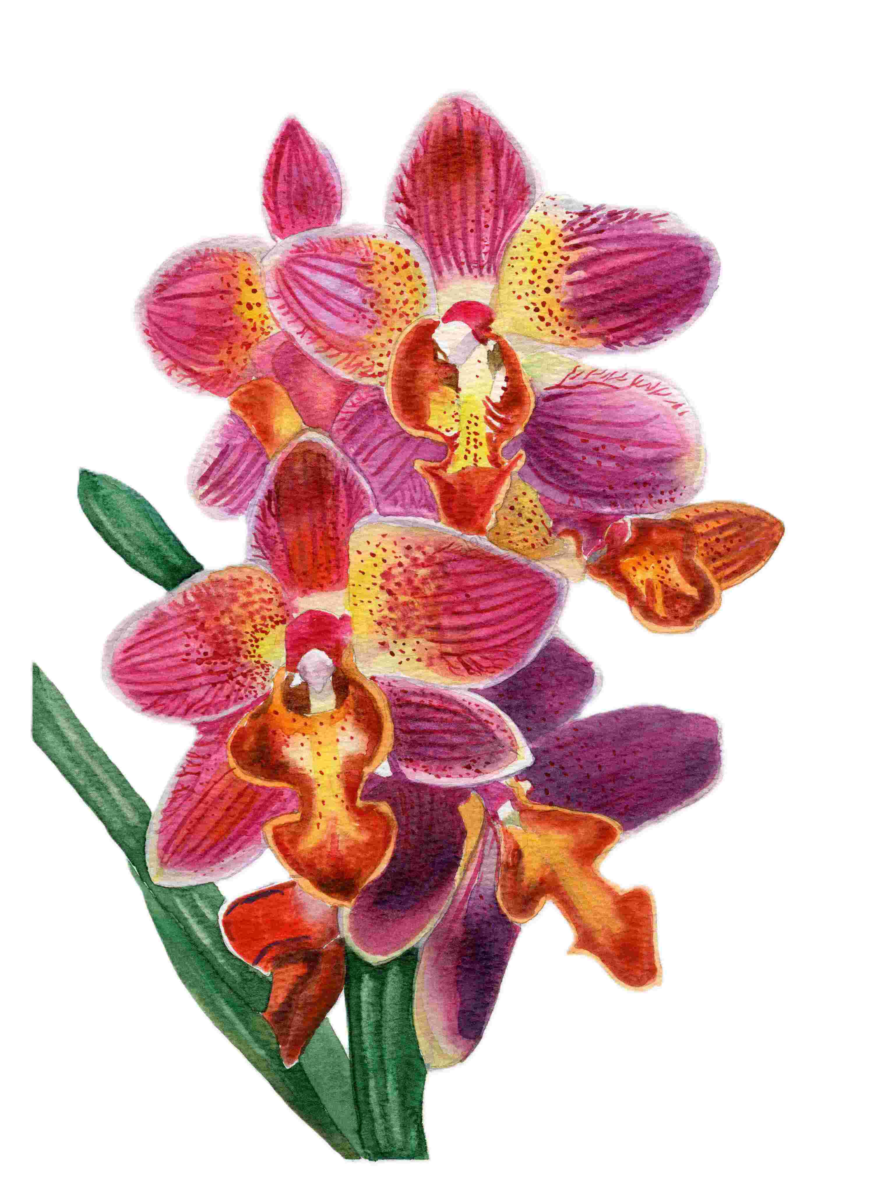 Hand-Painted Orchid Art