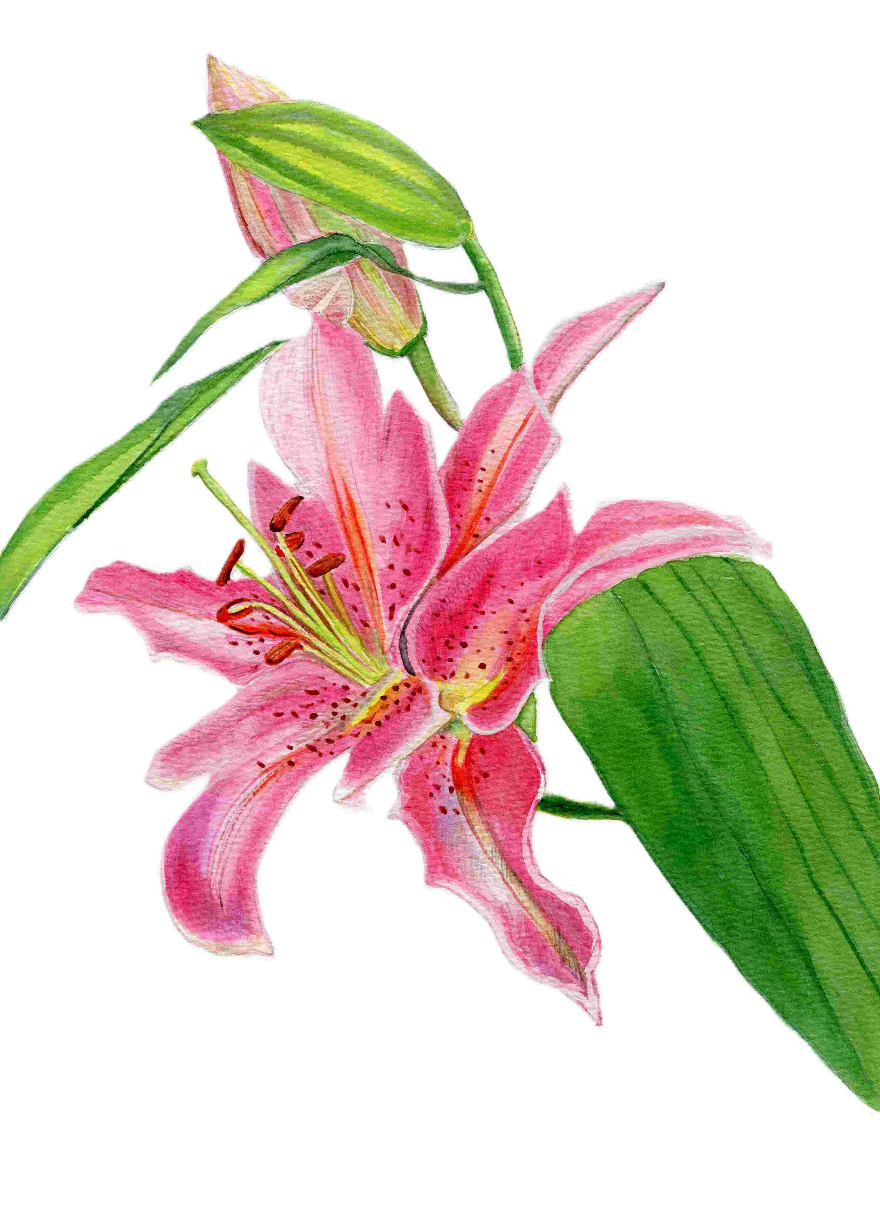 Hand-Painted Pink Lily Artwork