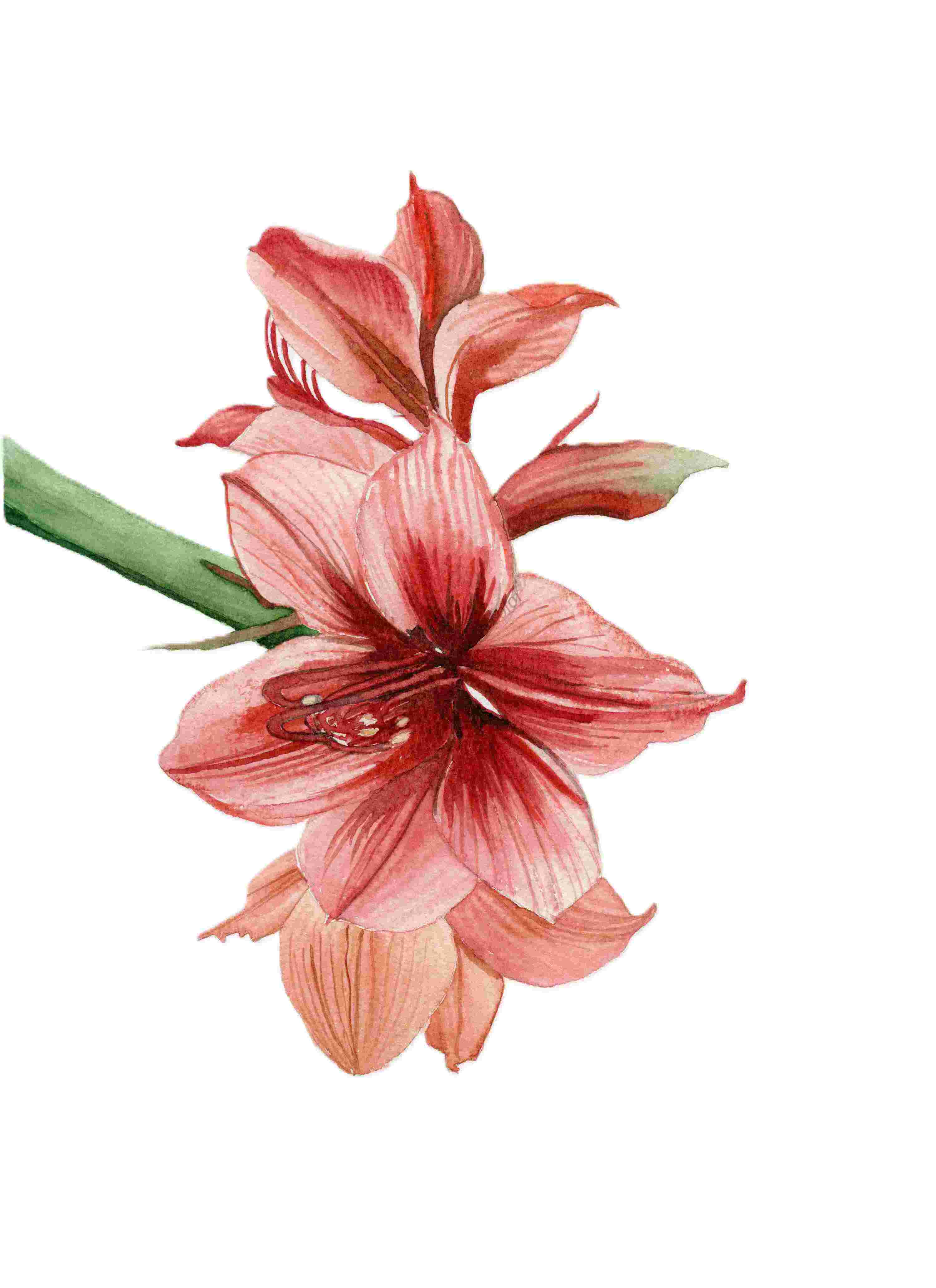 Watercolor Flower Painting