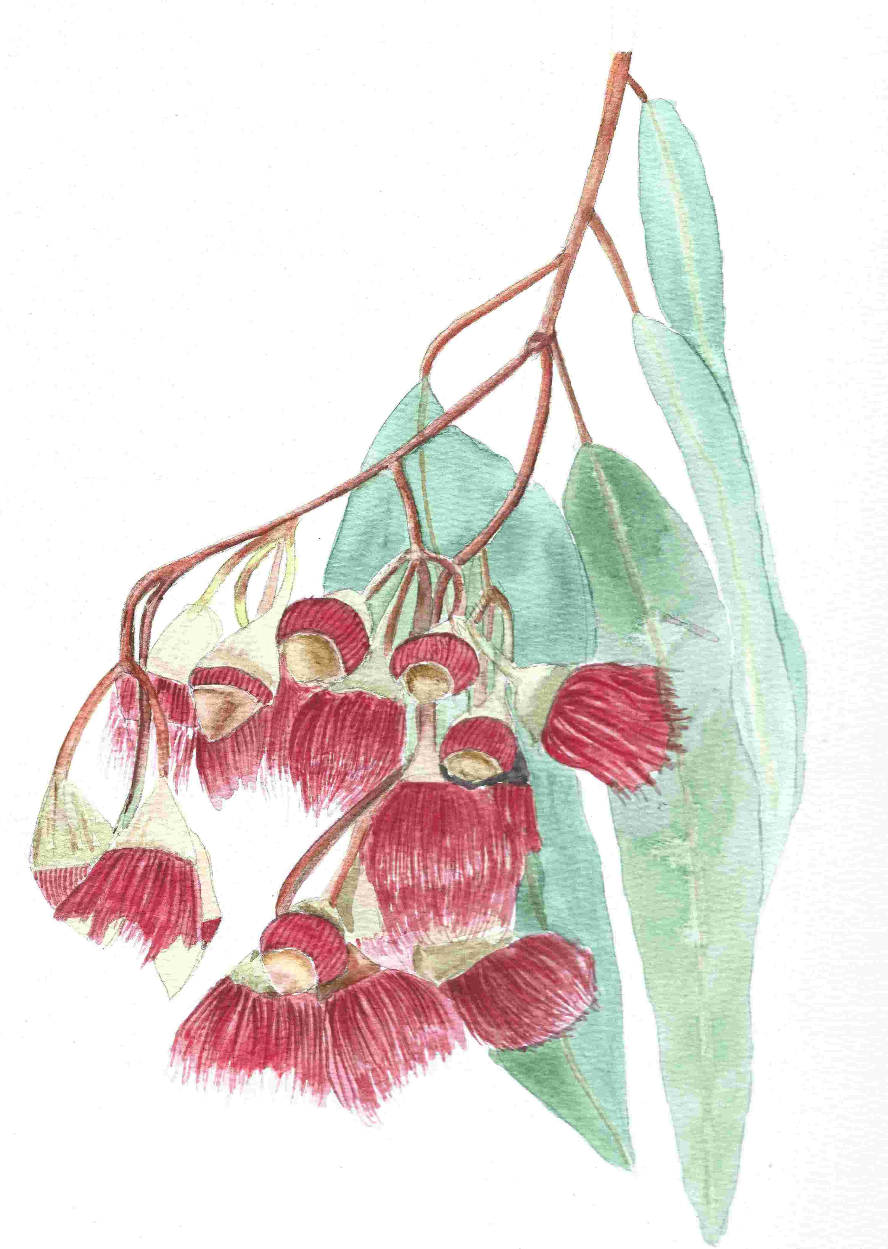 Botanical Art 