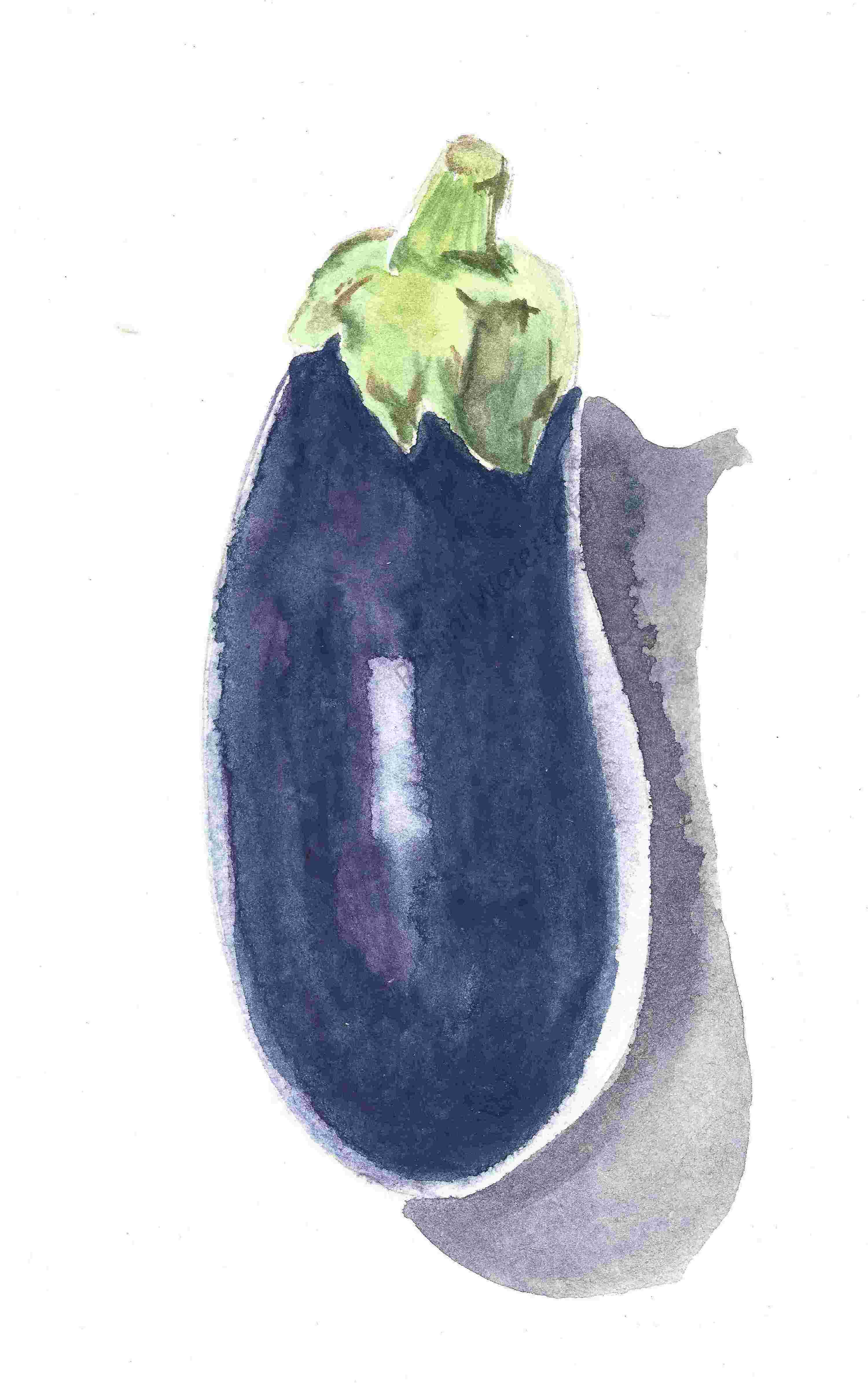 Eggplant  Original Watercolor on 9 X 12 