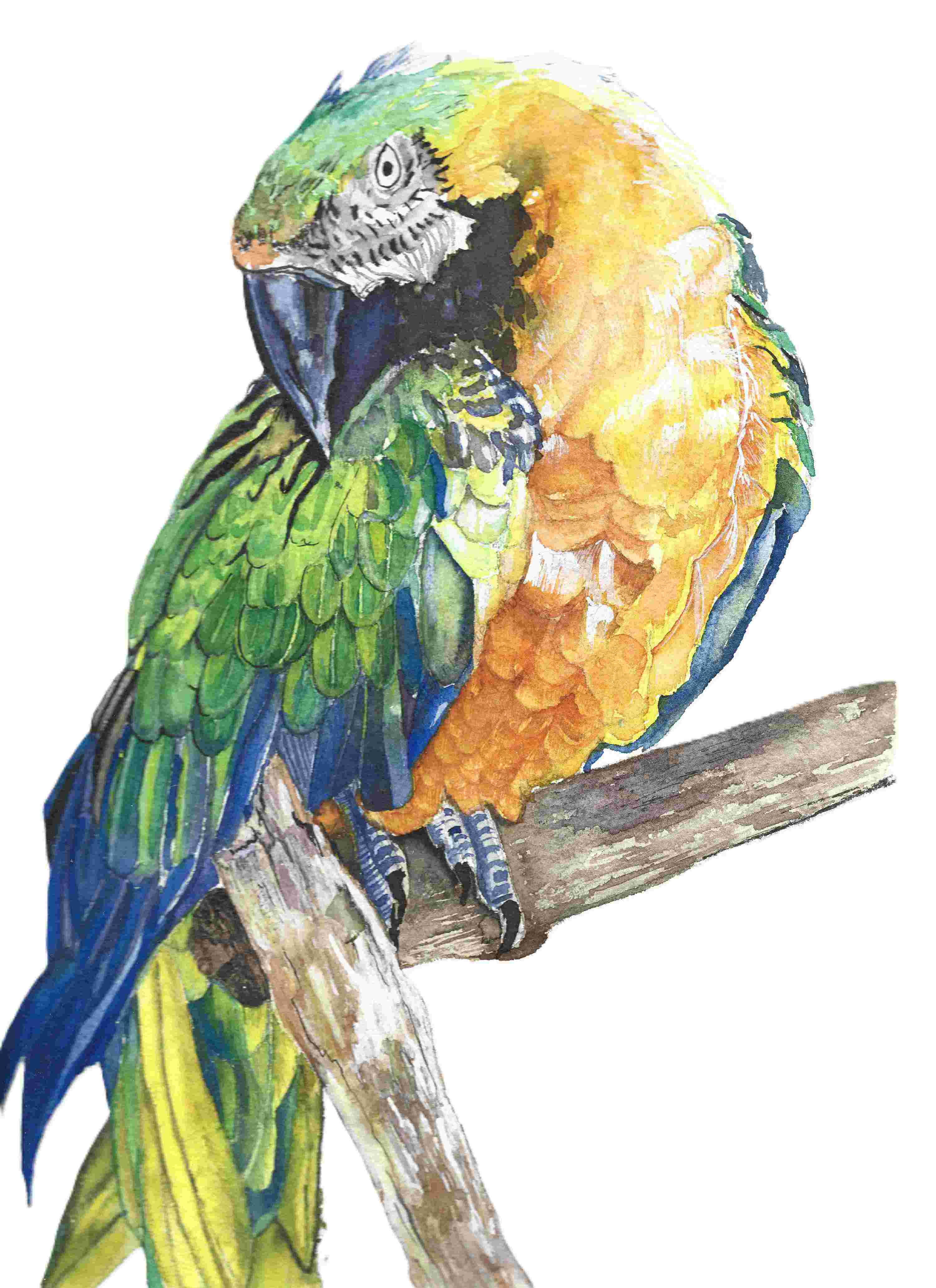 Tropical Splendor