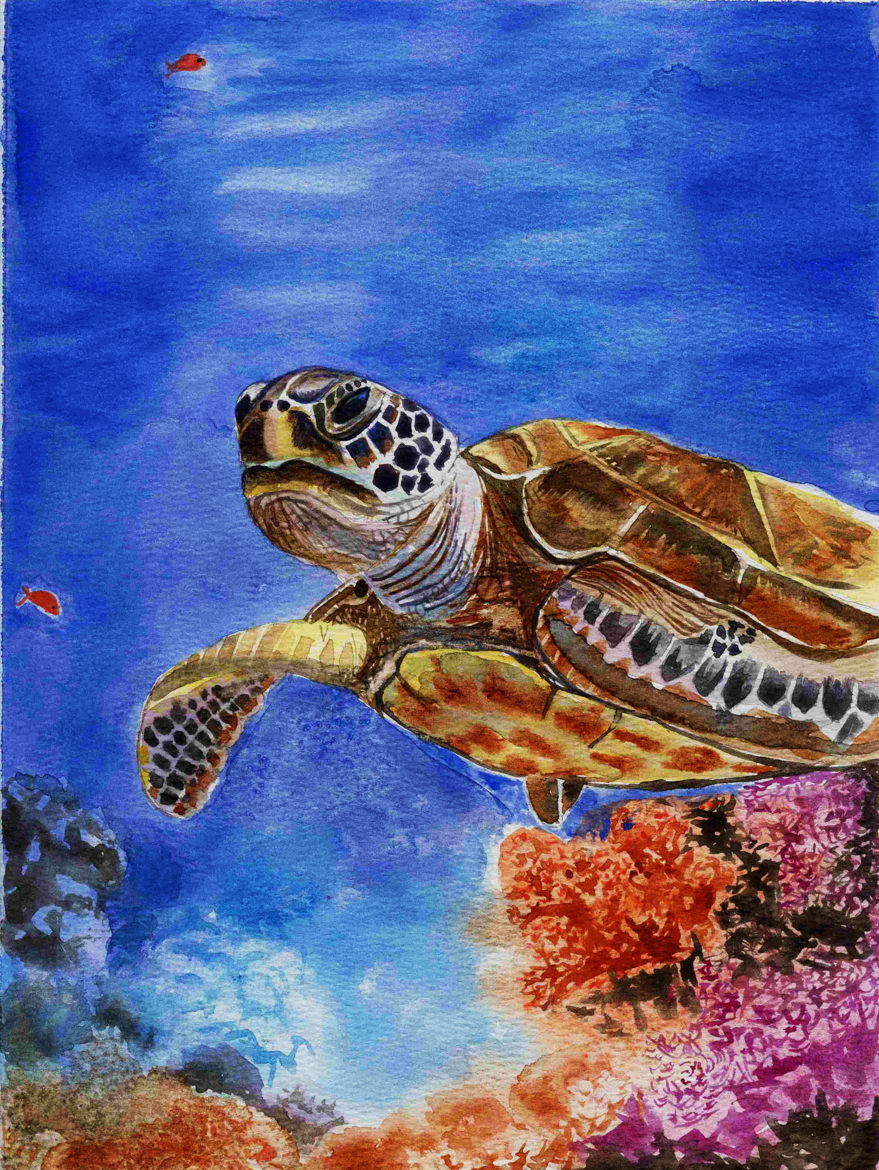Majestic Sea Turtle - Print