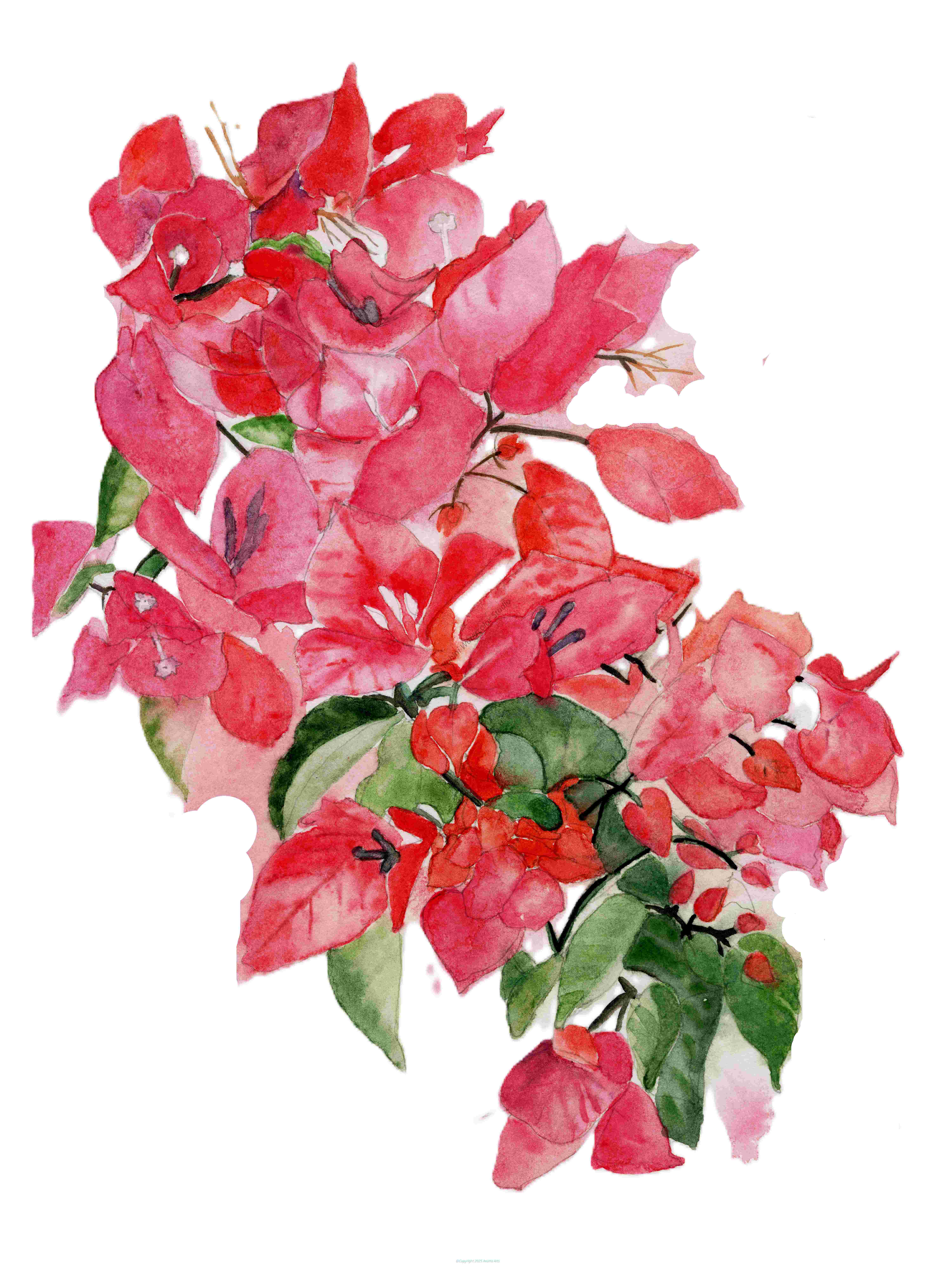 Bougainvillea Bliss