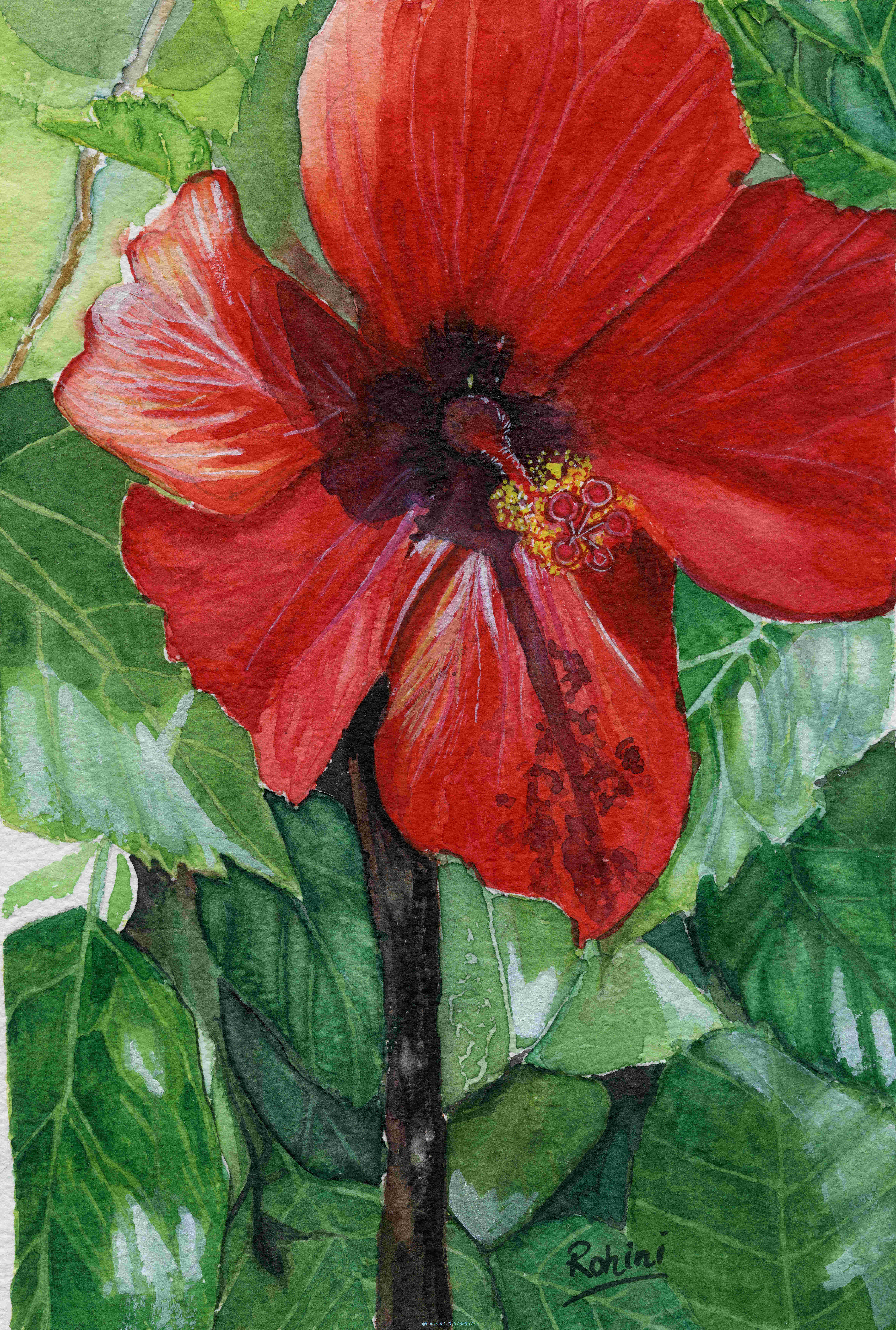Scarlet Hibiscus