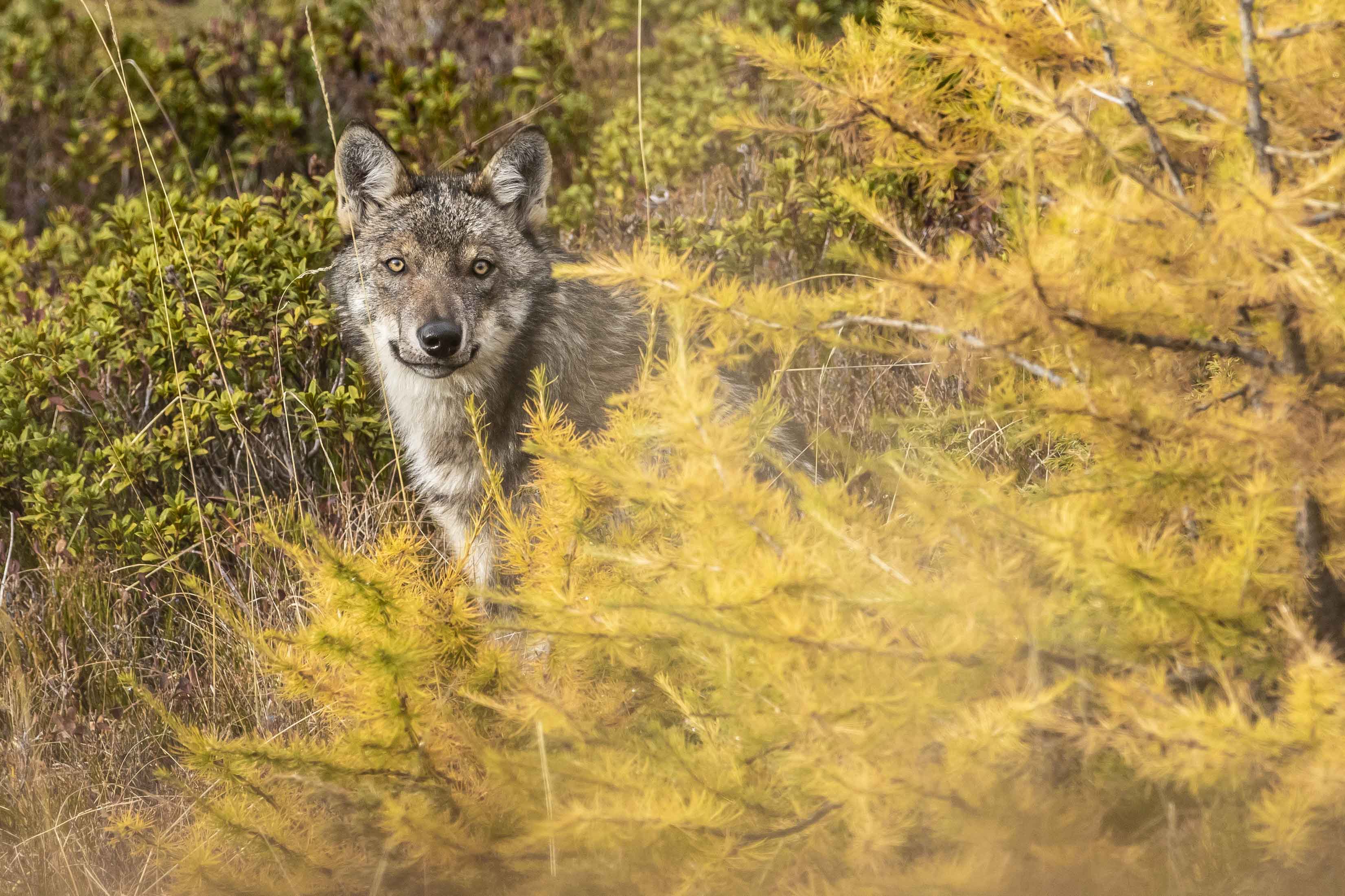 Loup, un voyage inattendu