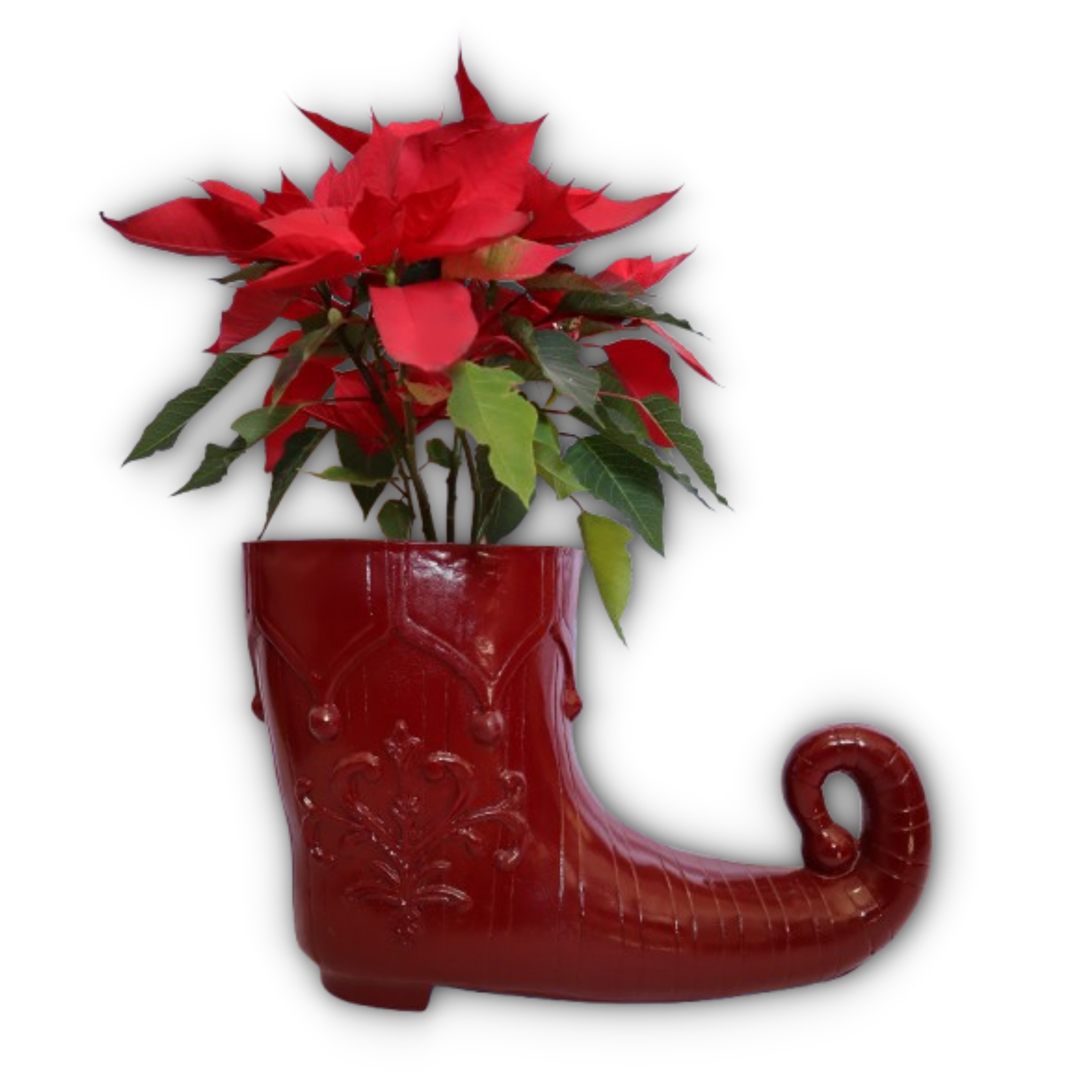Bota de Elfbell