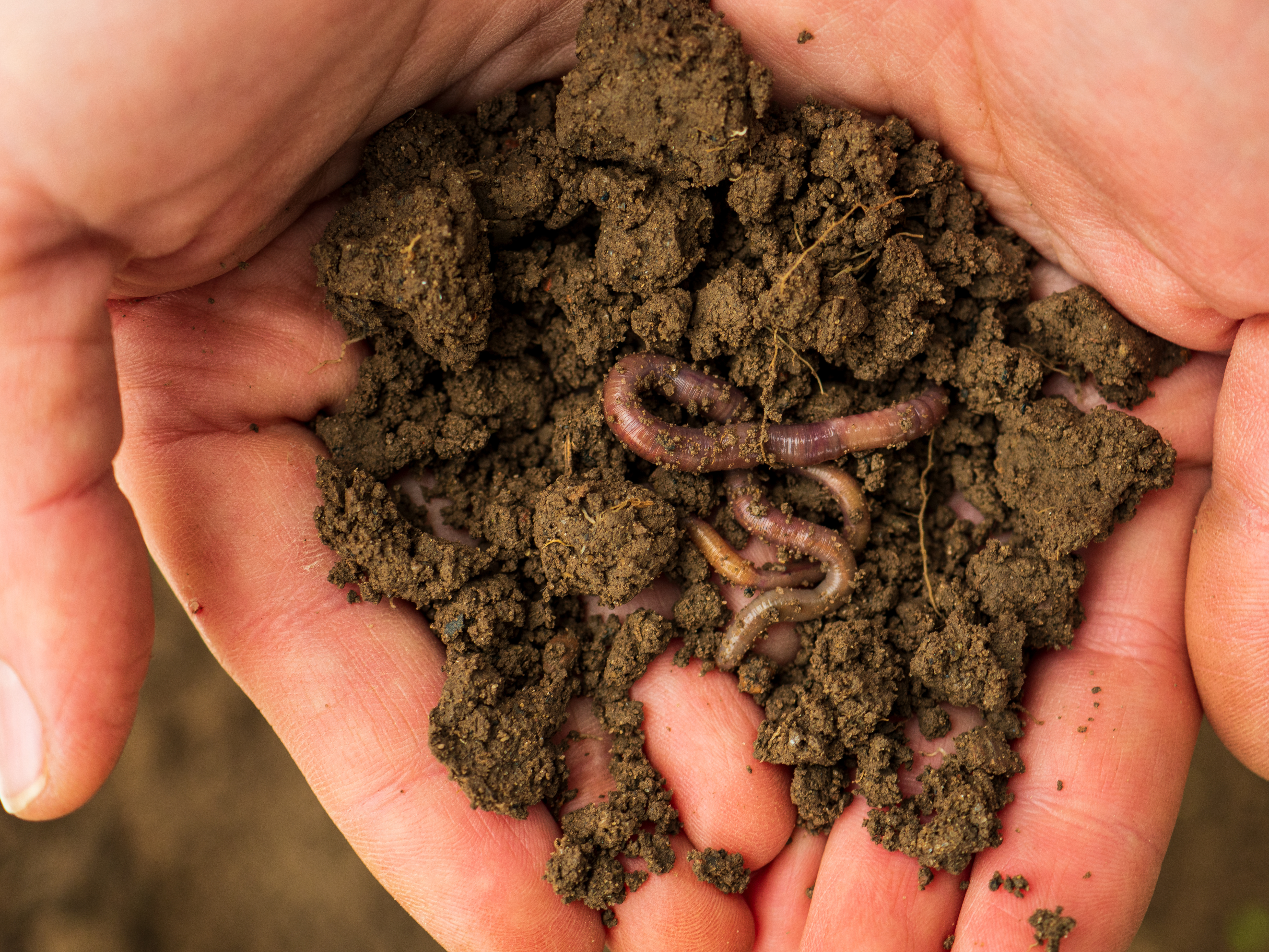 Organic Compost with Earthworms