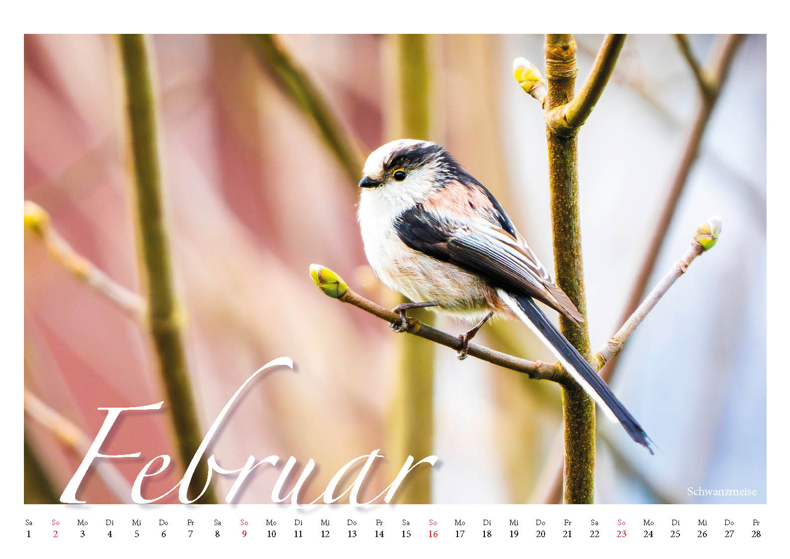 Fotokalender Tiere in unseren Gärten DIN A3