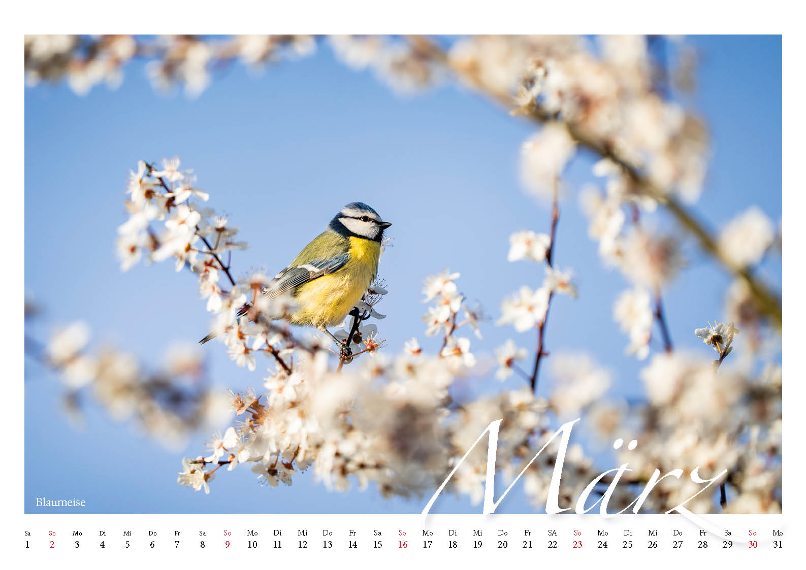 Fotokalender Tiere in unseren Gärten DIN A3