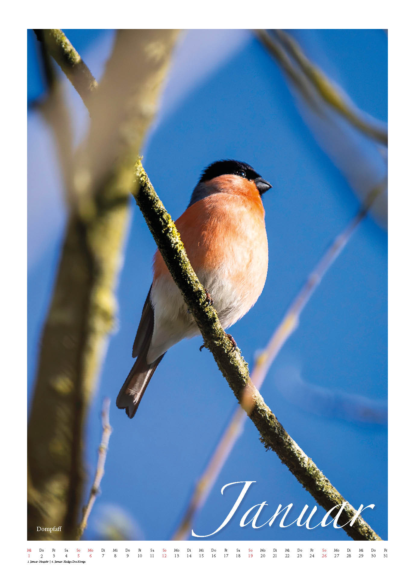 Fotokalender Vögel in unseren Gärten