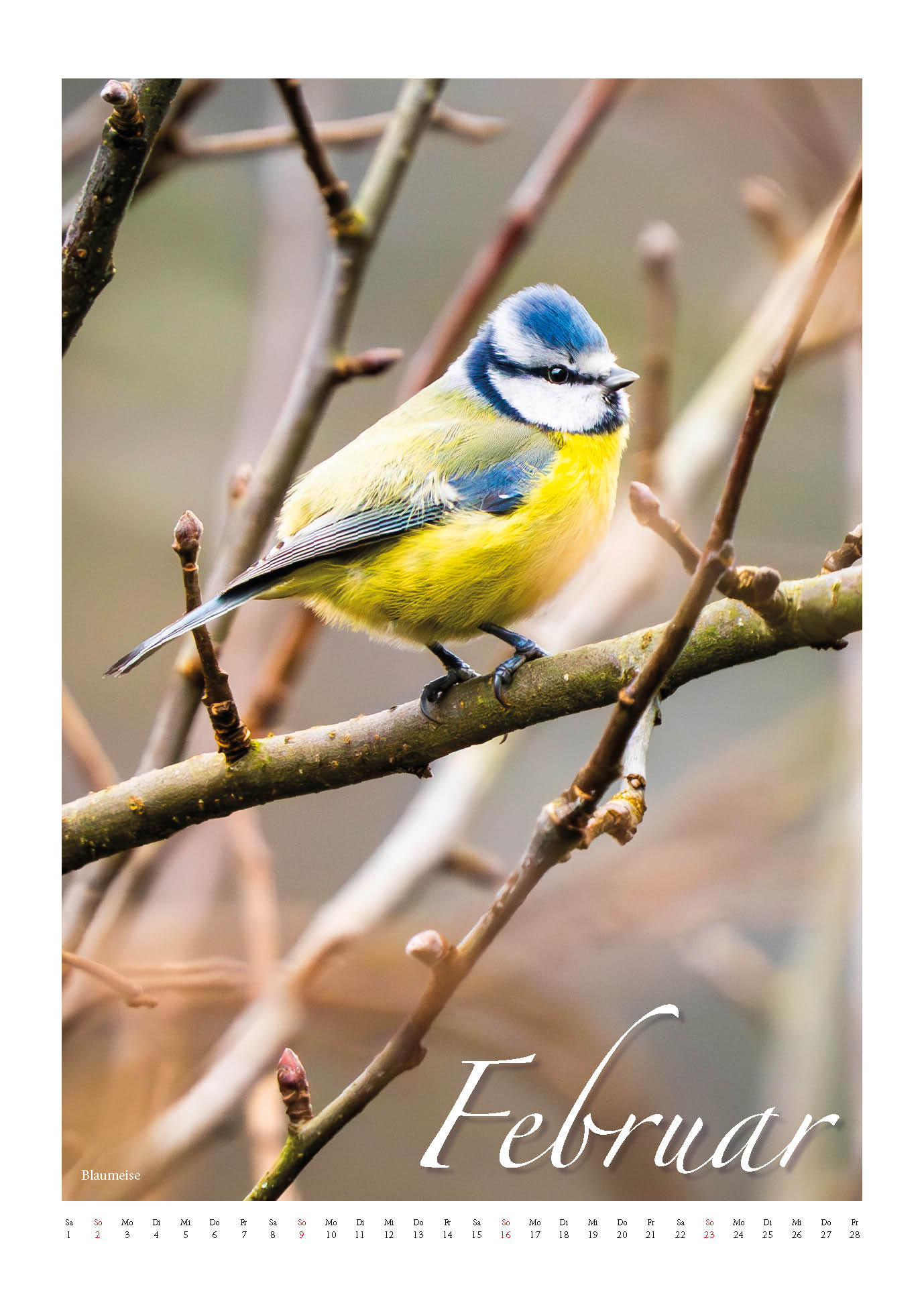 Fotokalender Vögel in unseren Gärten