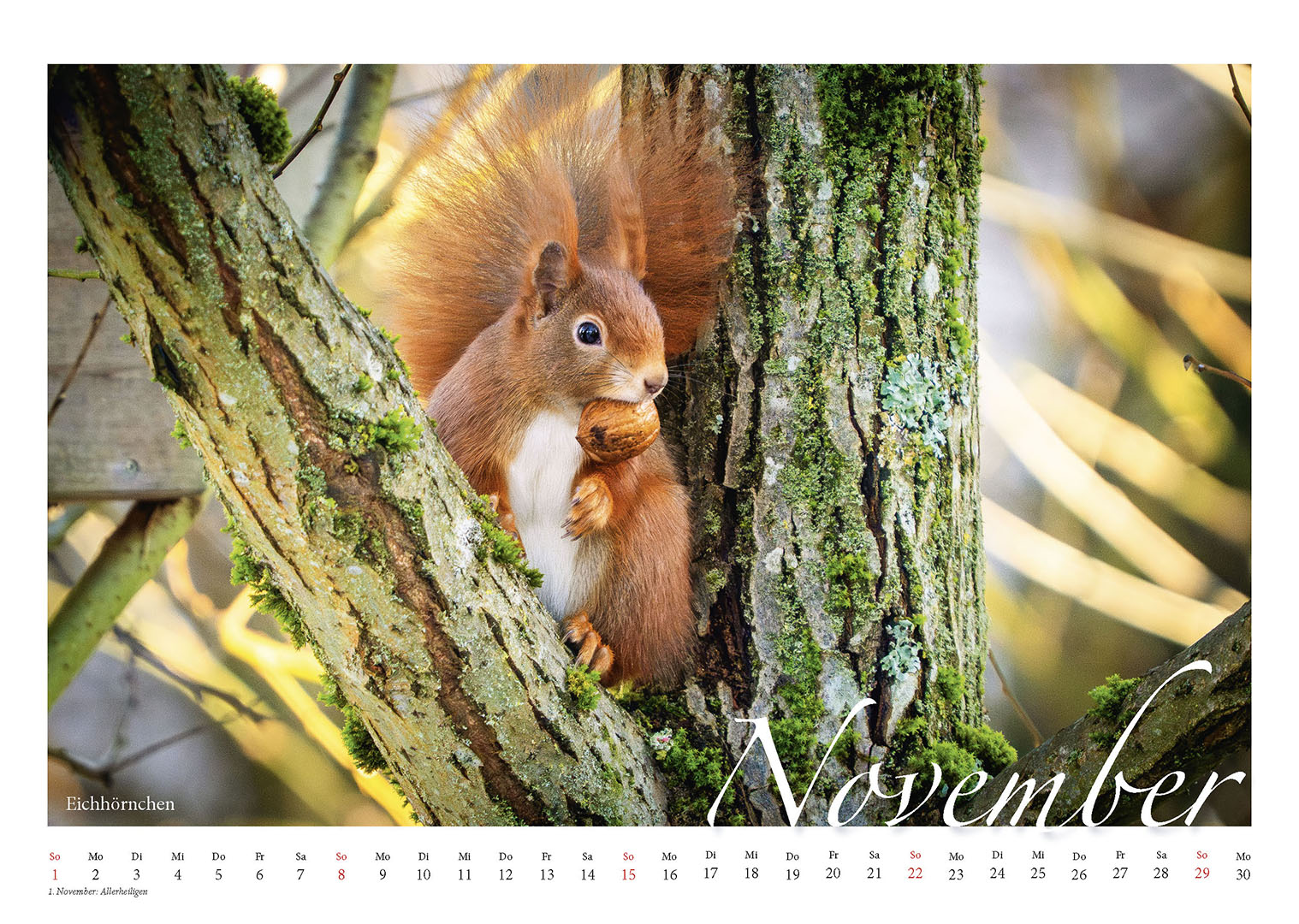 Faszination Natur - Wildtiere vor meiner Kamera