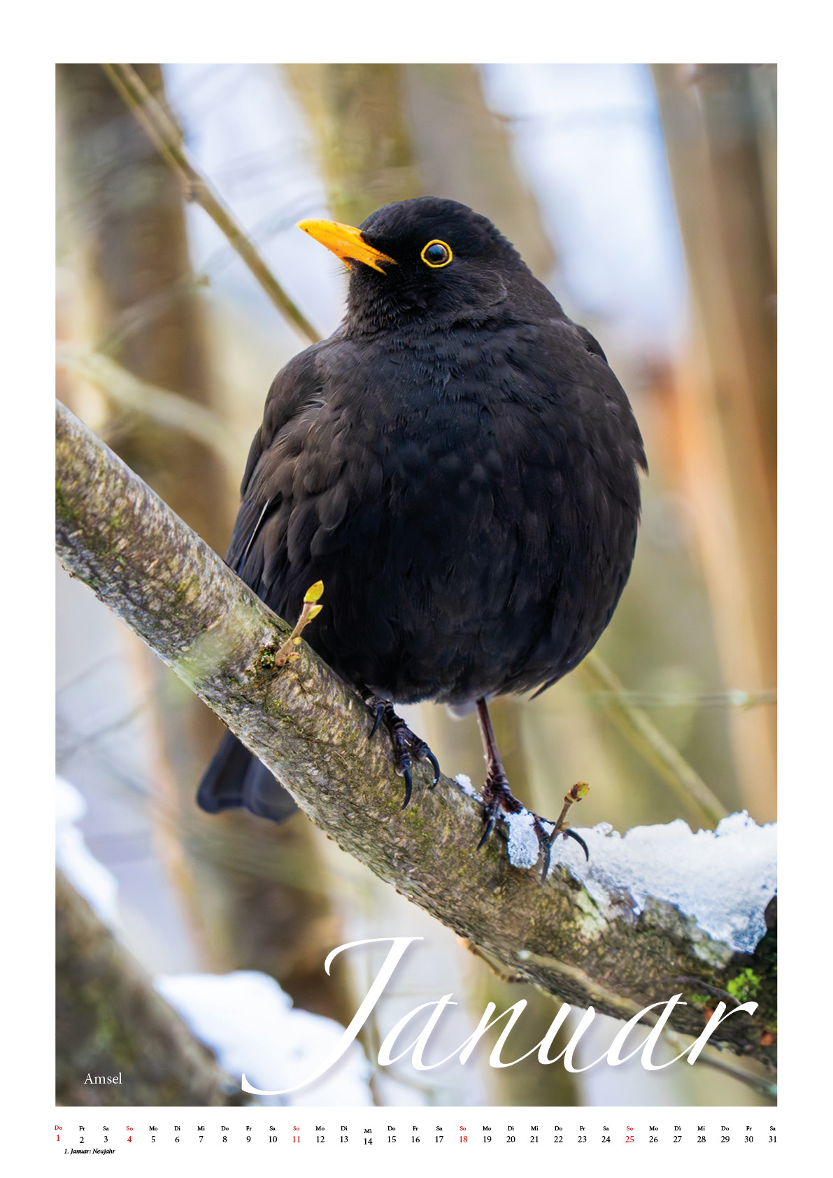 Vögel unserer Heimat 