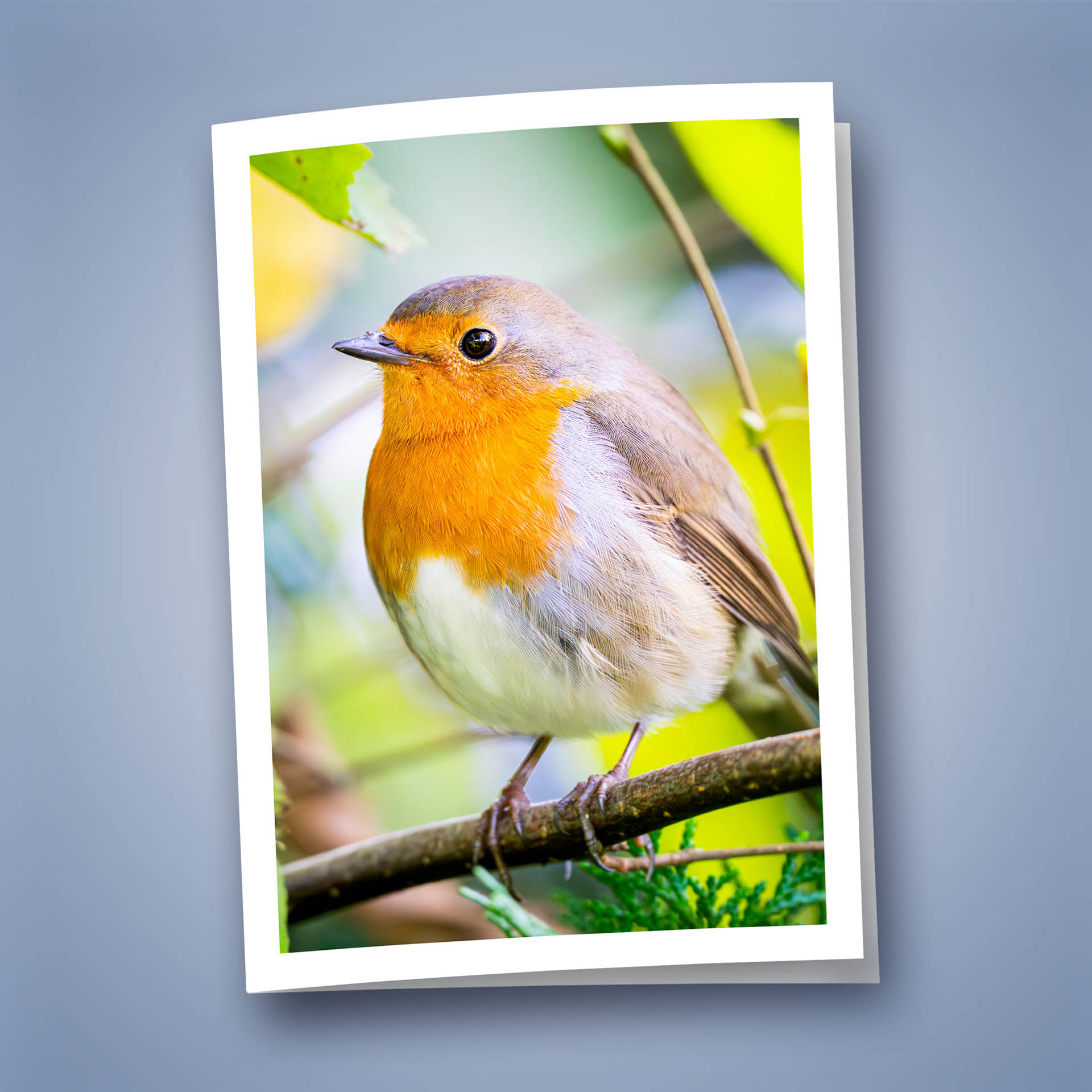 Klappkarte Rotkehlchen