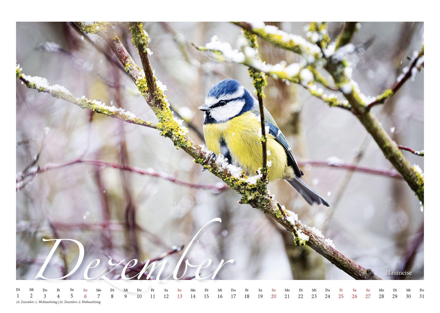 Faszination Natur - Wildtiere vor meiner Kamera