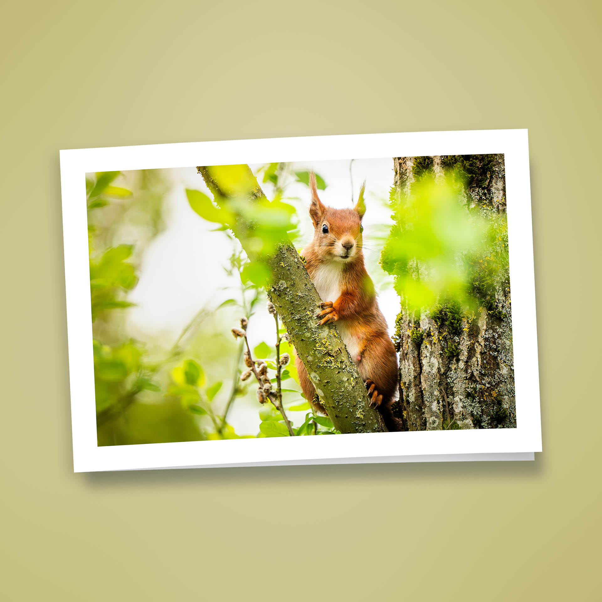 Klappkarte Eichhörnchen