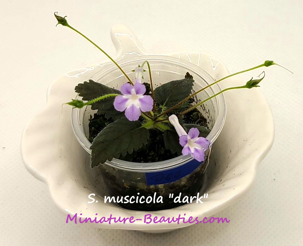 micro Sinningia muscicola "dark" seeds