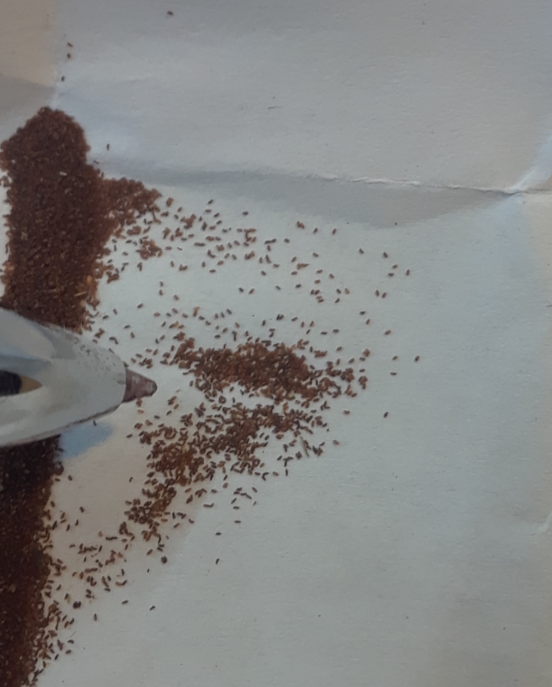 micro Sinningia muscicola "dark" seeds