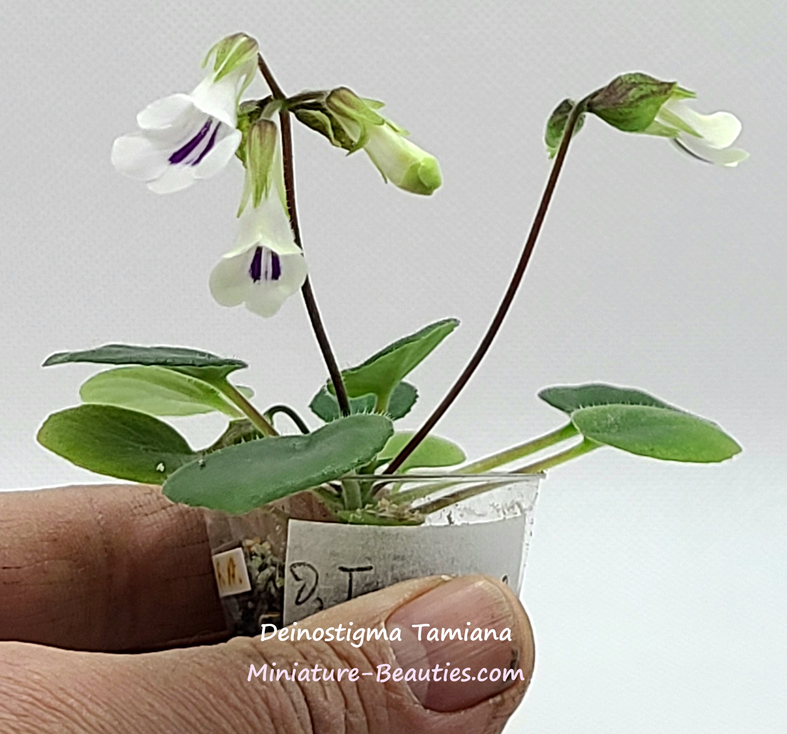 Metapetrocosmea Tamiana seeds
