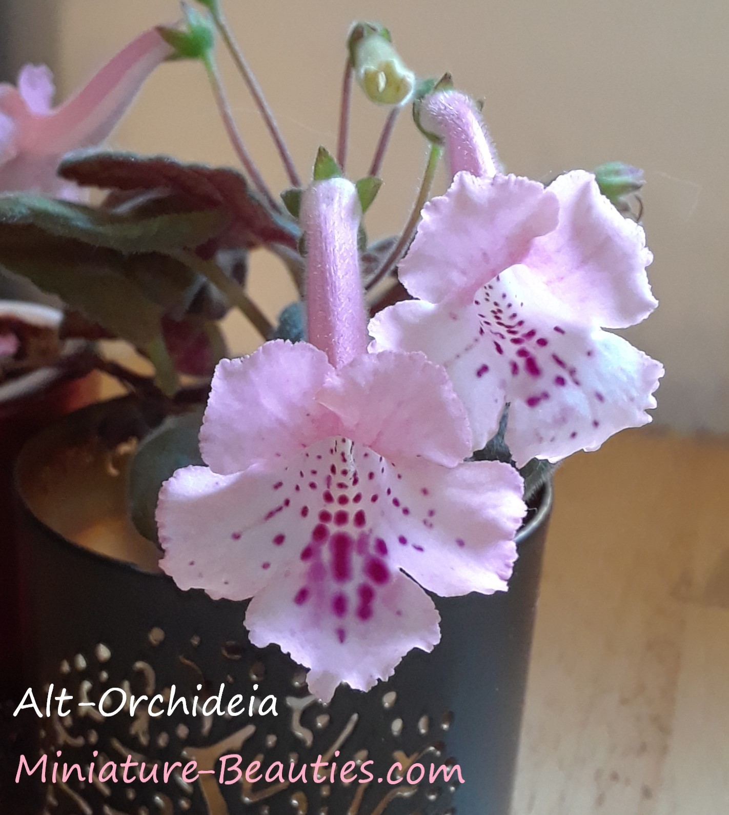 Mini Sinningia Alt-Orchideia