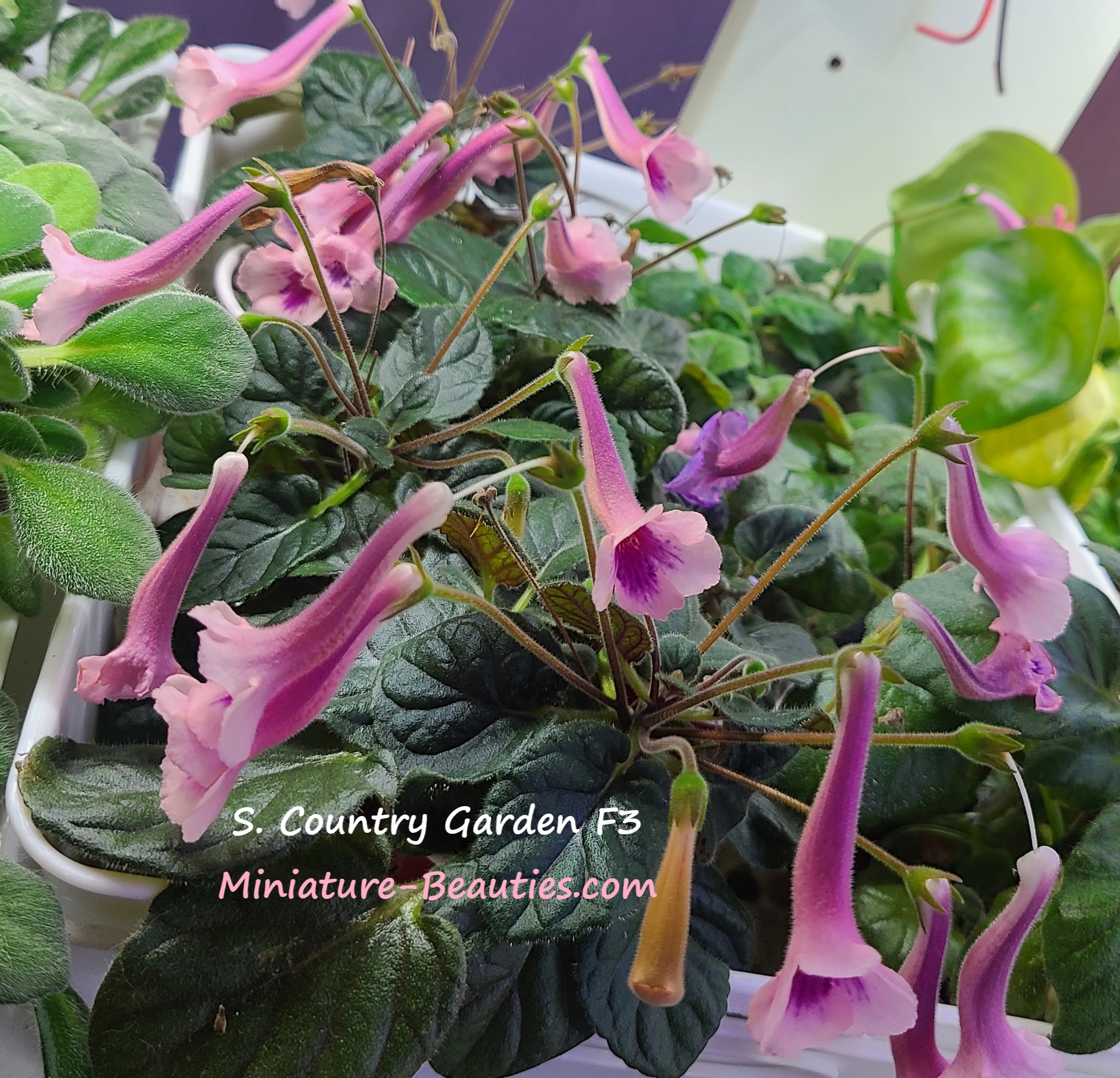 Sinningia Country Tiger F3 seeds