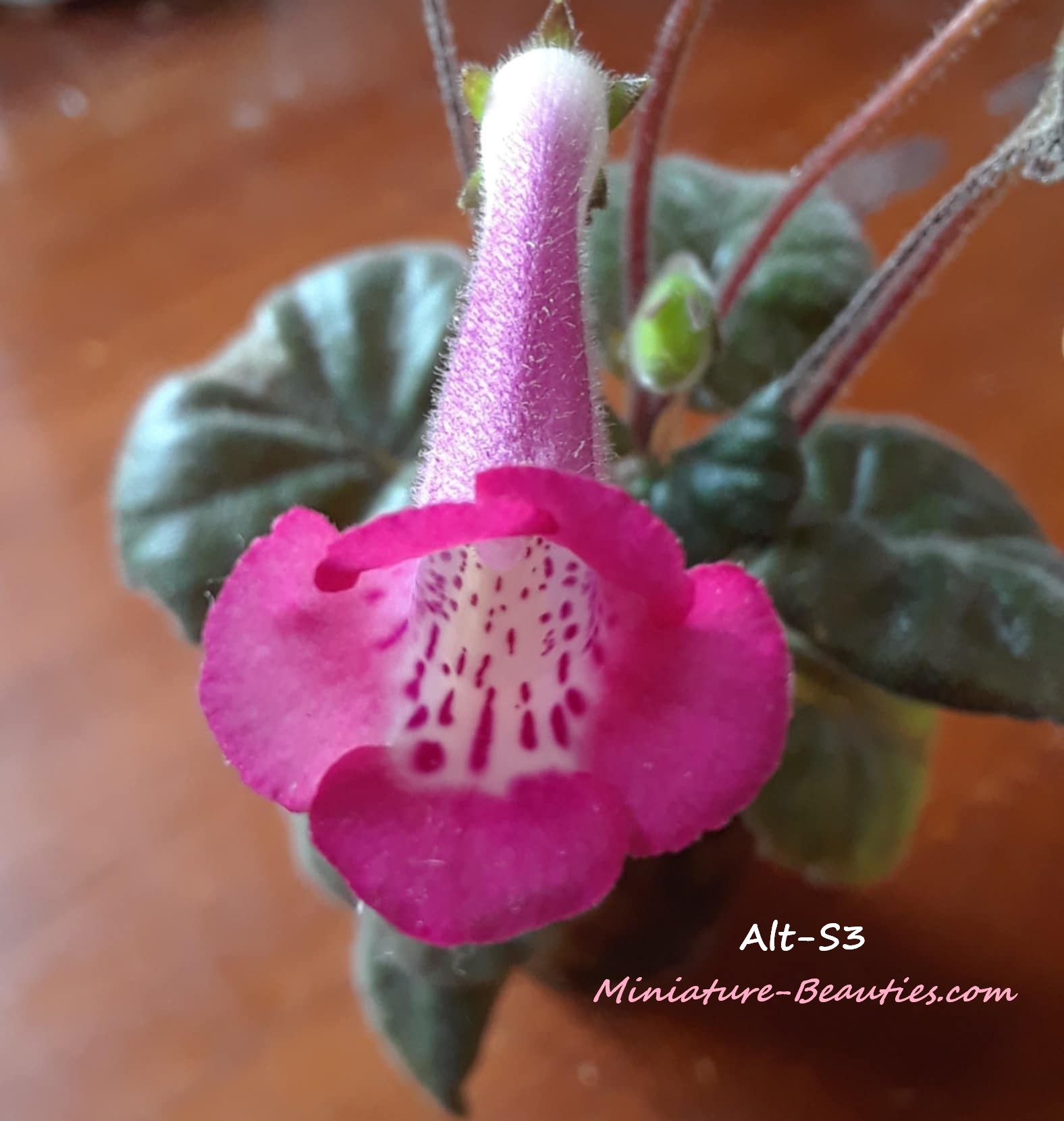 mini Sinningia Alt-Pink Leopard seeds