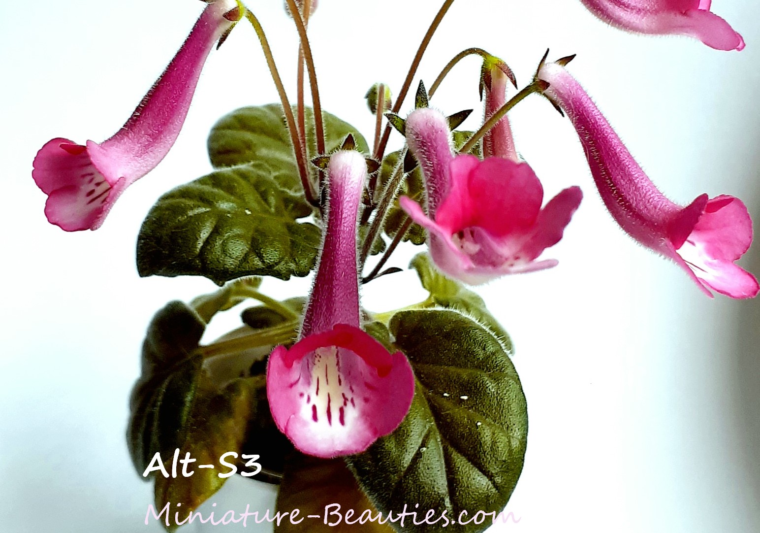 mini Sinningia Alt-Pink Leopard seeds
