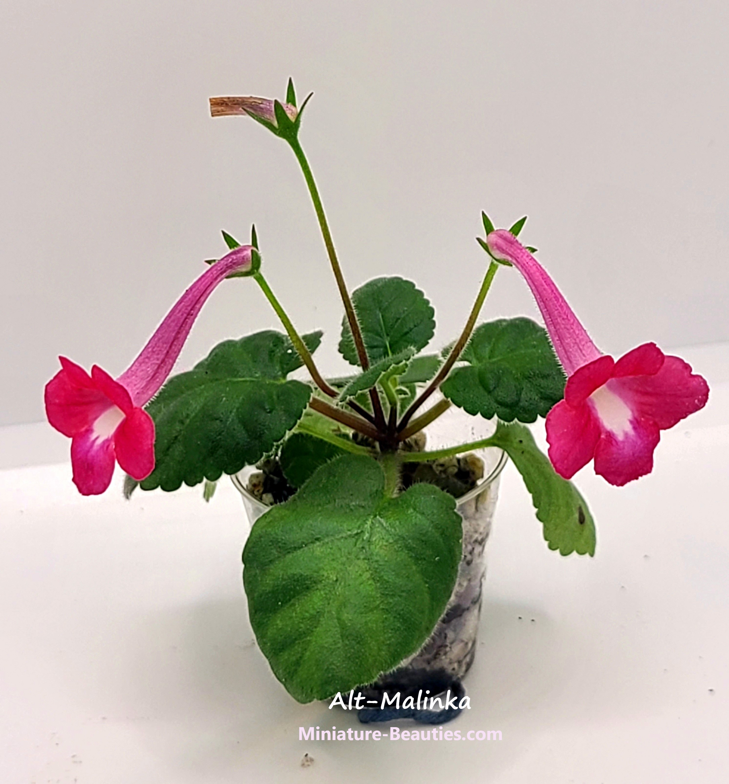 mini Sinningia Alt-Malinka seeds