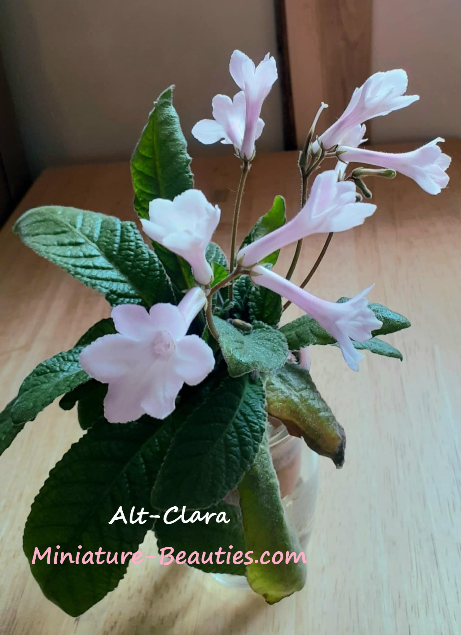 Alt-Clara mini Streptocarpus