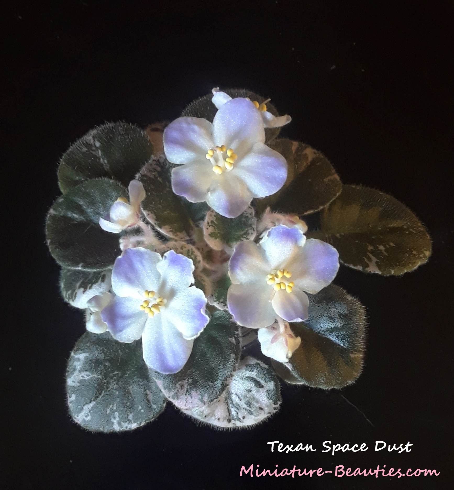 Texan Space Dust sport mini African Violet leaves