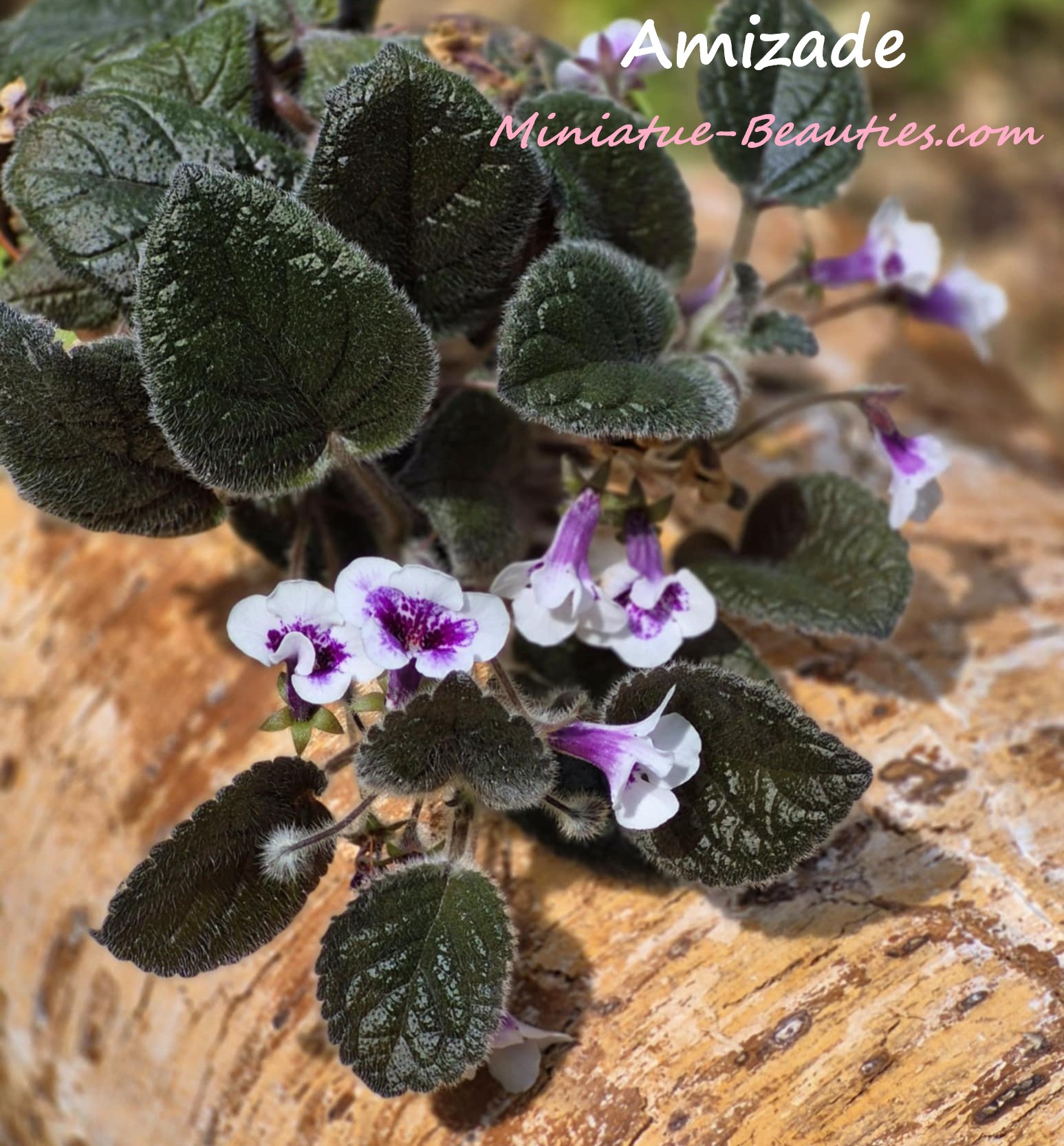 Amizade sinningia