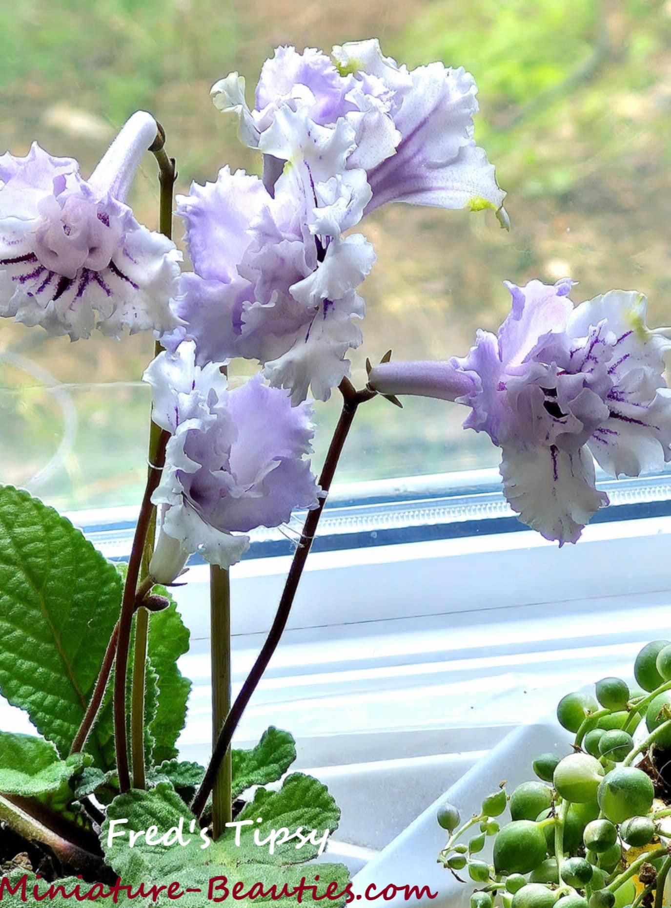 Fred's Tipsy mini Streptocarpus
