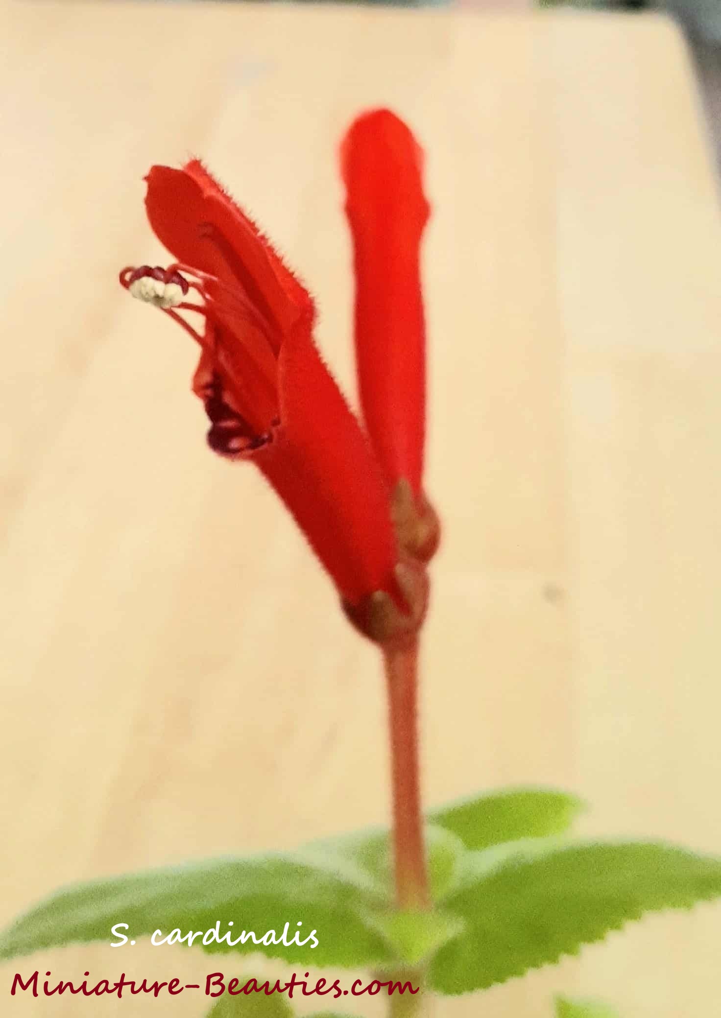 Cardinalis compact sinningia species