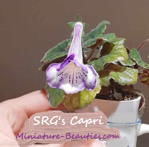 SRG's Capri mini sinningia