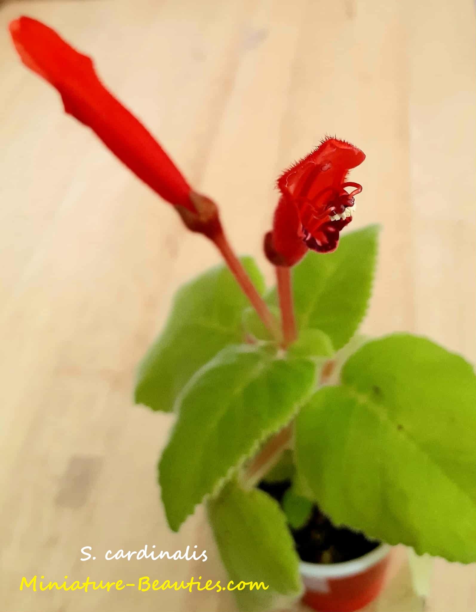 Cardinalis compact sinningia species