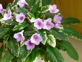 LE-Erica mini African Violet