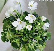 Lullaby mini African Violet leaves