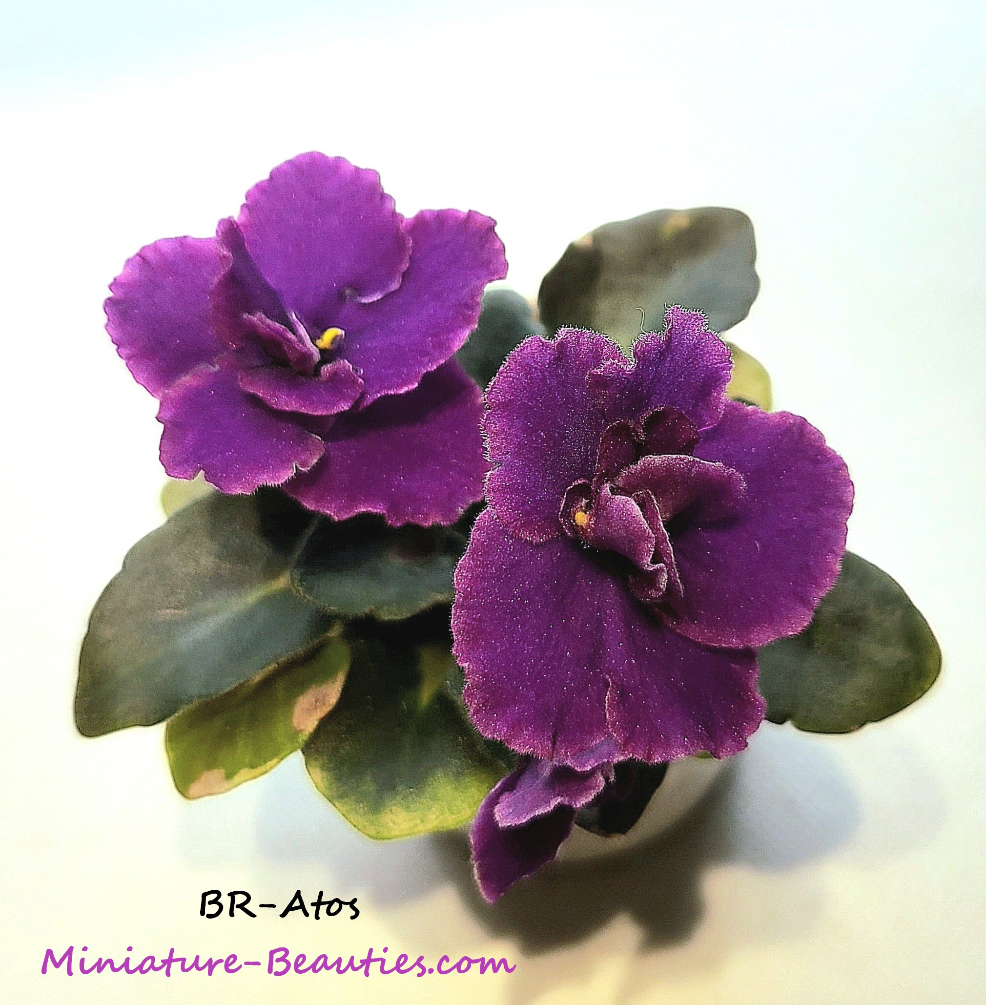 BR-Atos mini African Violet