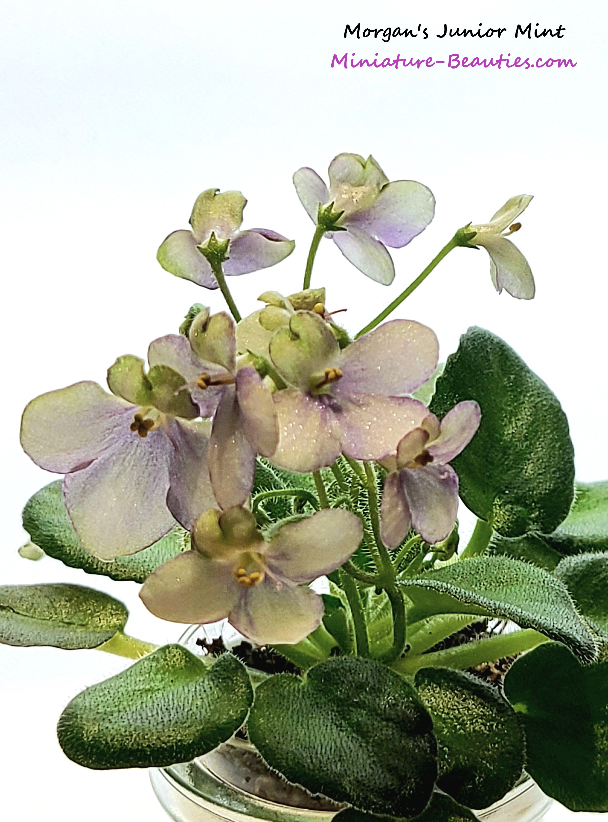 Morgan's Junior Mint mini African Violet leaves