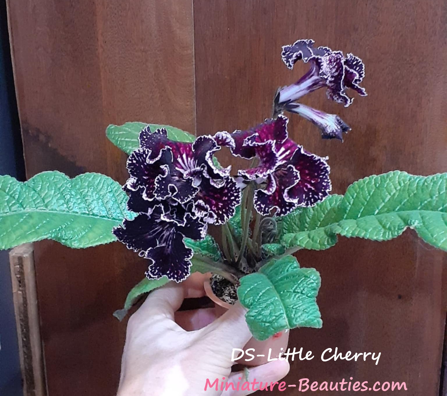 DS-Little Cherry mini Streptocarpus