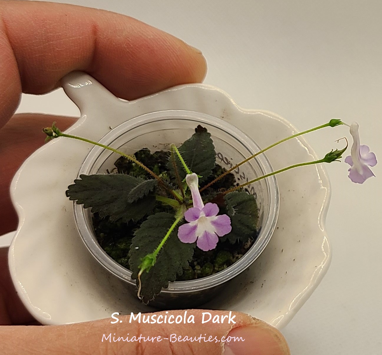 Muscicola "Dark" Micro sinningia