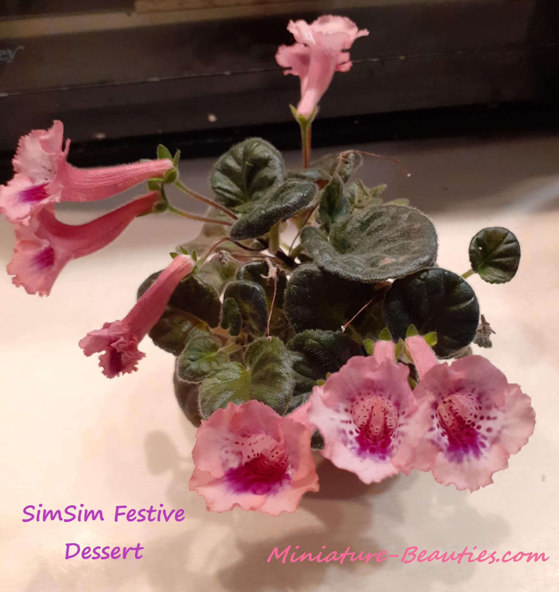 SimSim Festive Dessert mini sinningia