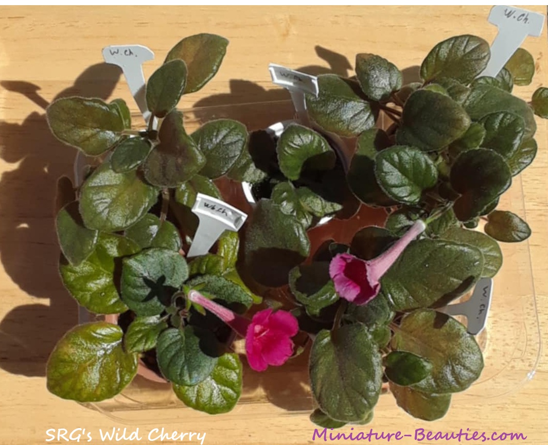SRG's Wild Cherry mini sinningia