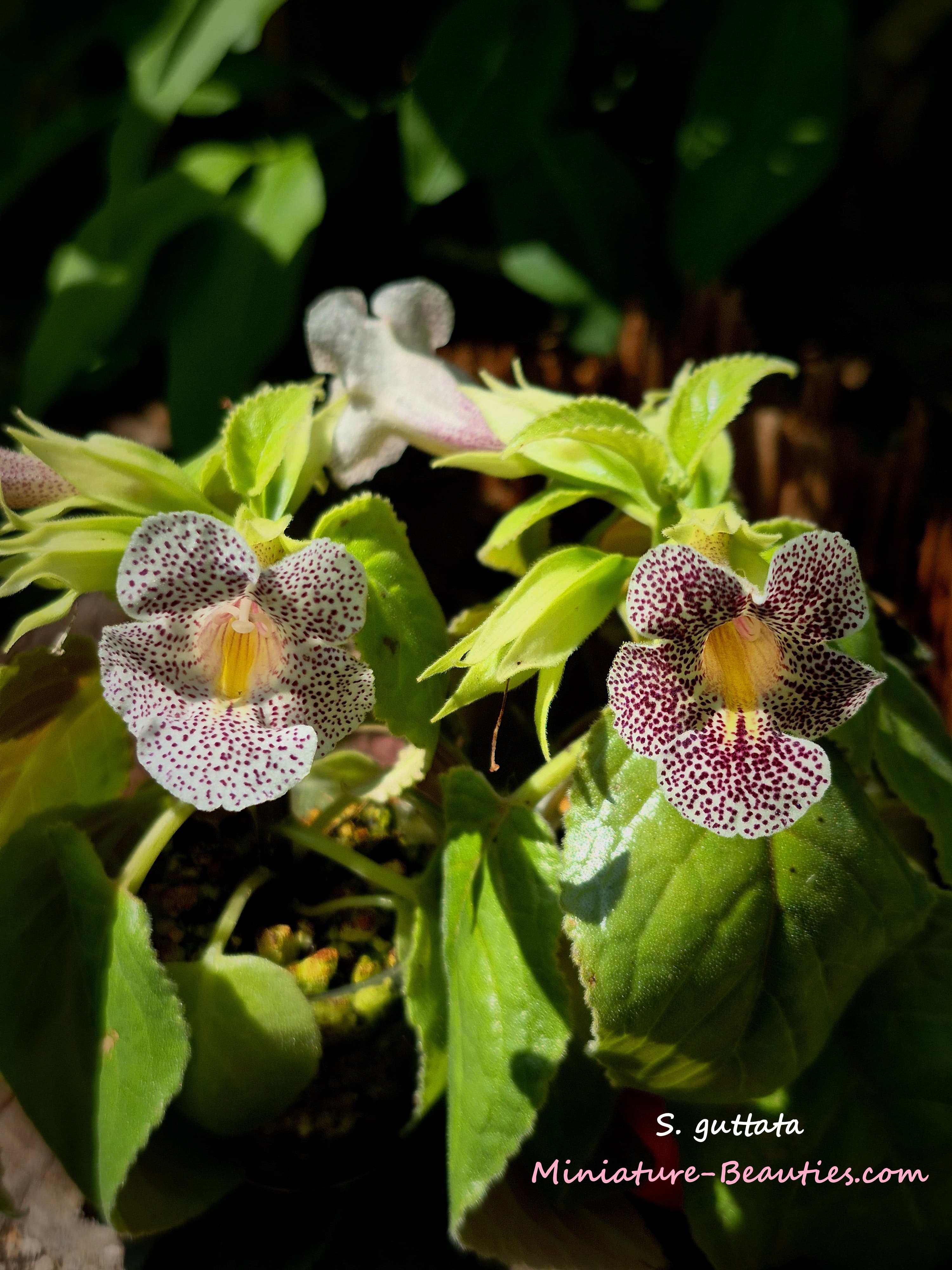 Guttata compact sinningia species seeds